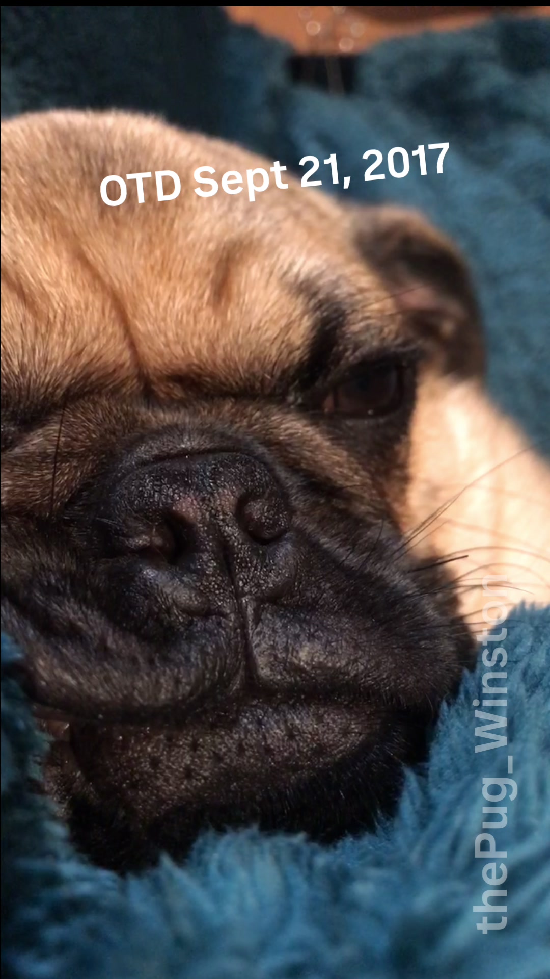 @Winston the Pug