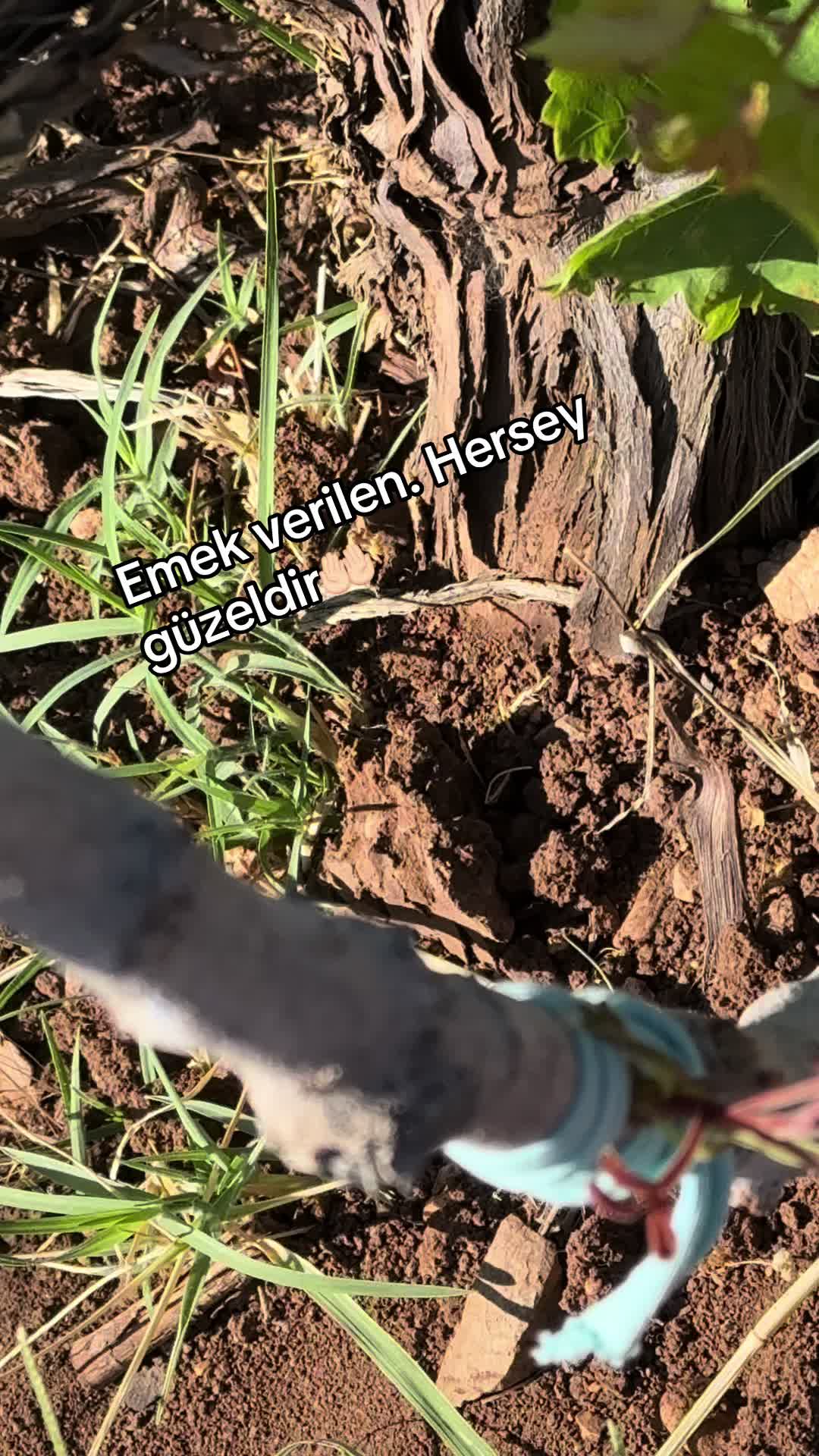 @Mert Güzel🦅🐣