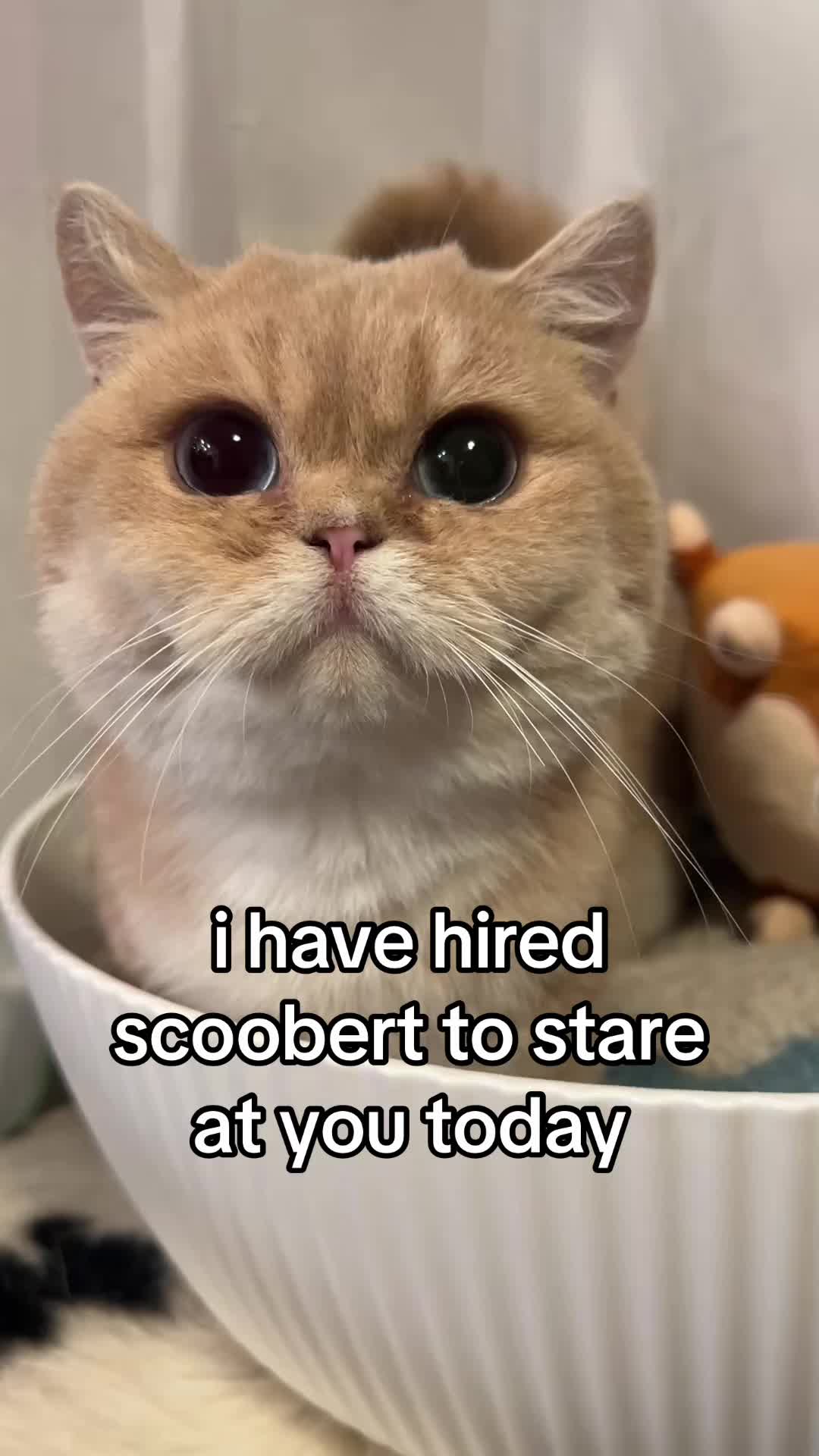 @honey butter chicken biscuit