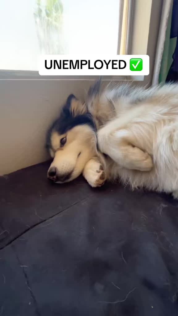 @Bandit The Husky