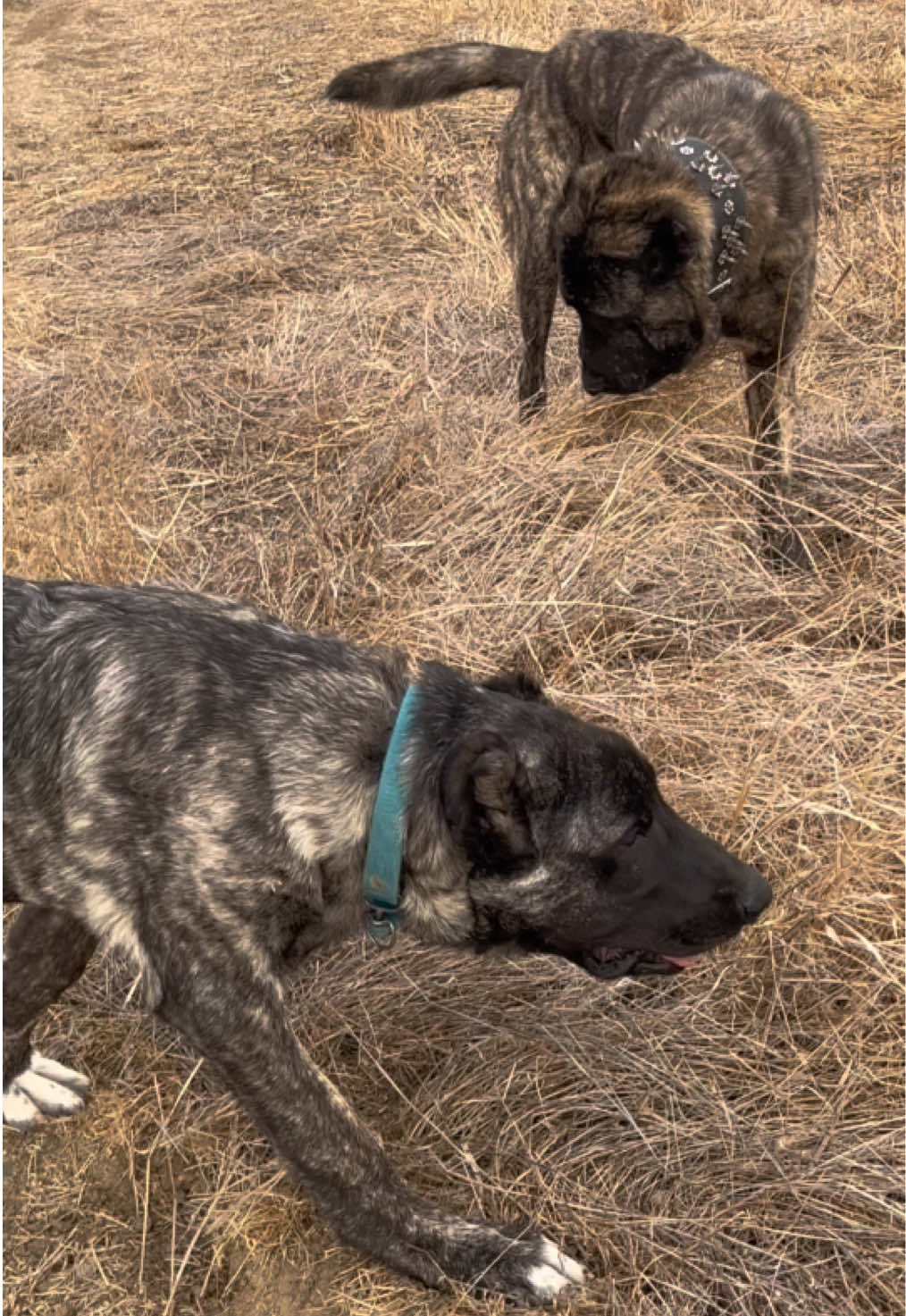 @💥K&ouml;rpe Kennels💥