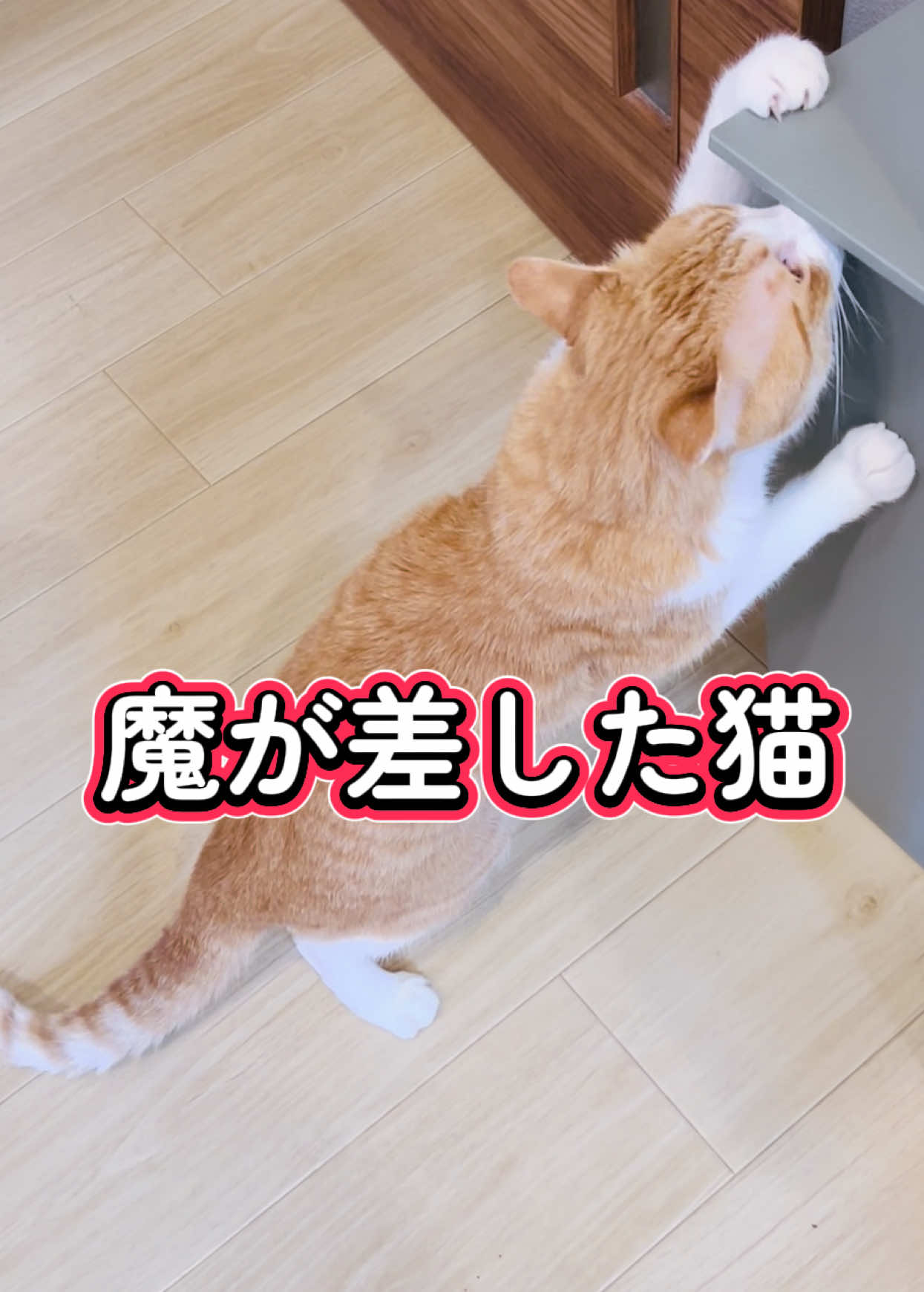 @みーこchannel