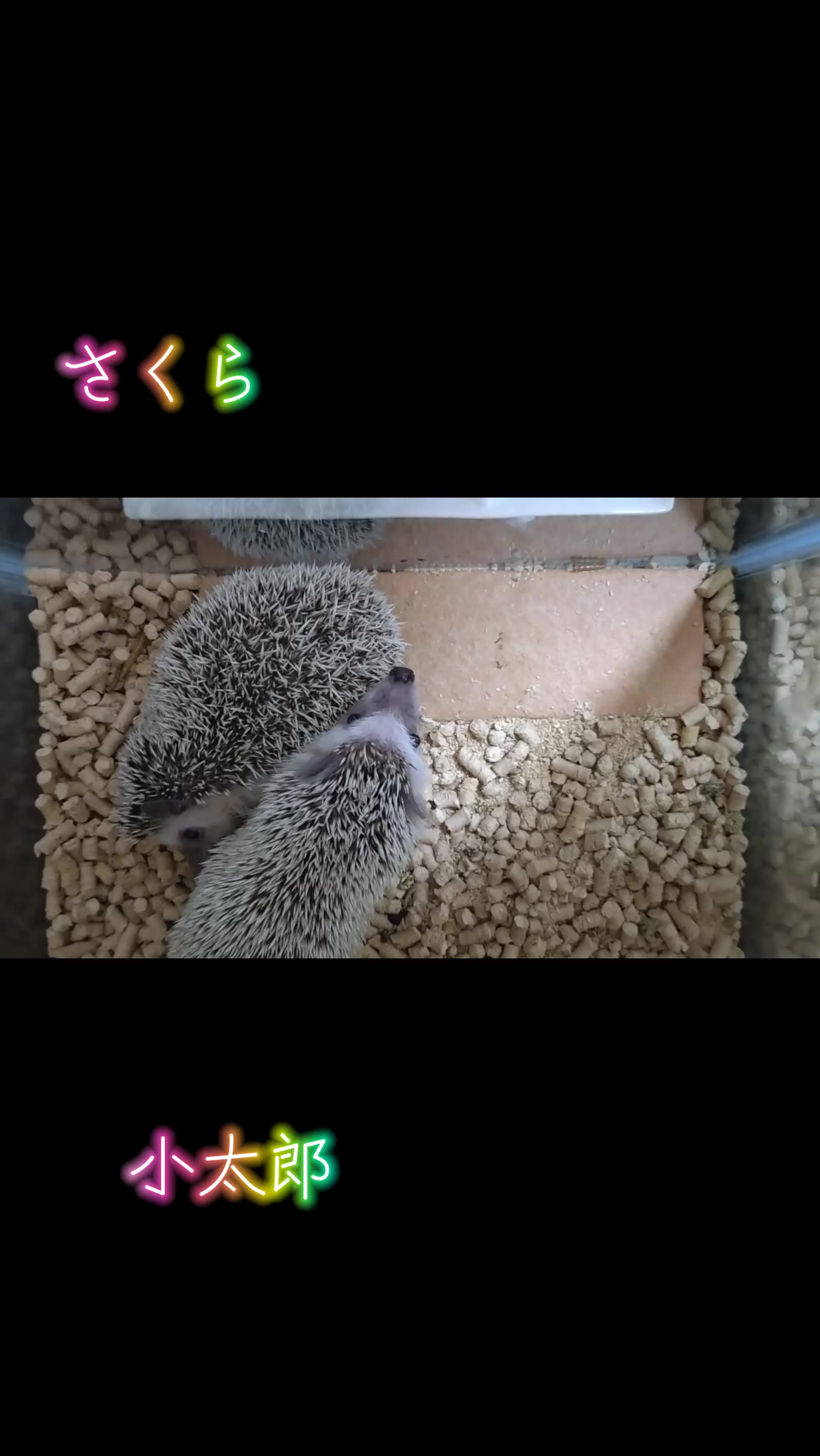 @🦔うにくり🦔