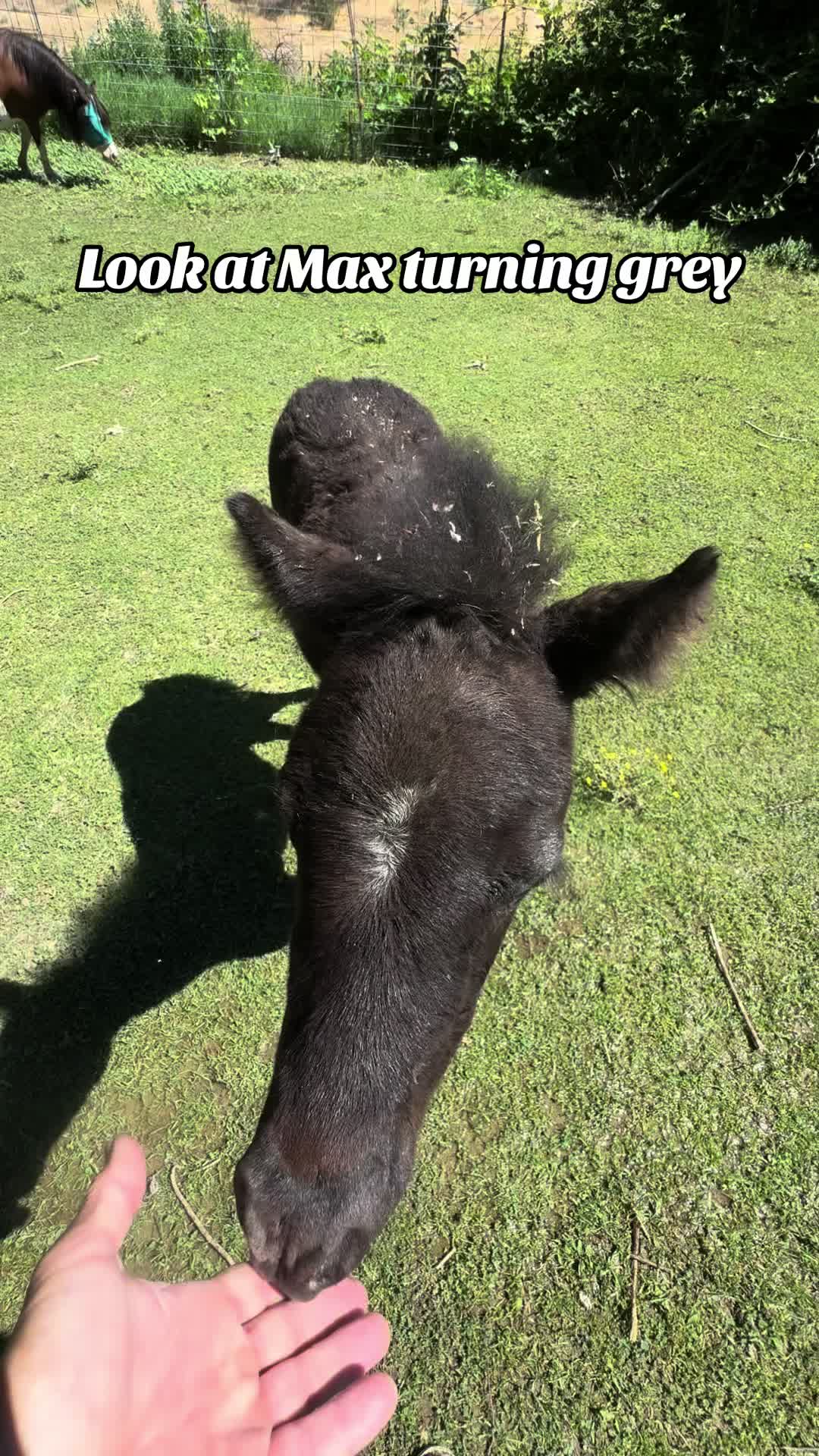 @Hot Sauce the Mini horse 🐎