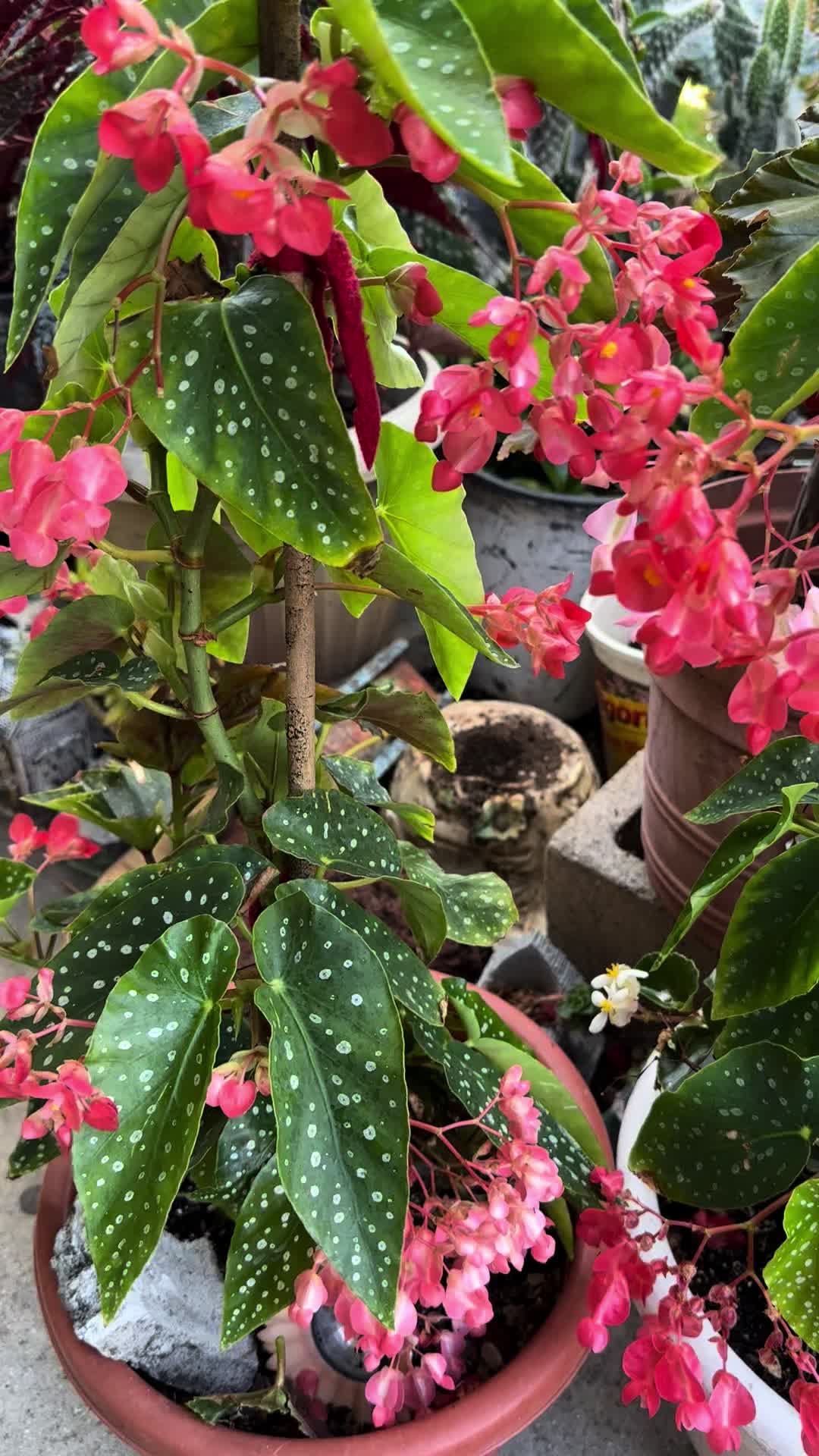 @RemesGarden