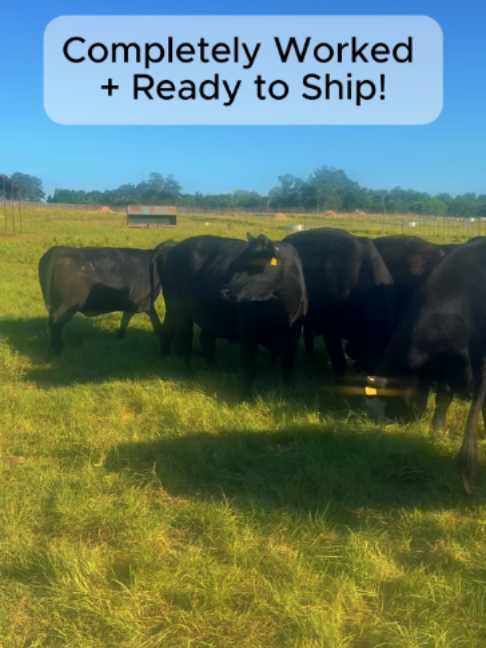 @Rutherford Land and Cattle