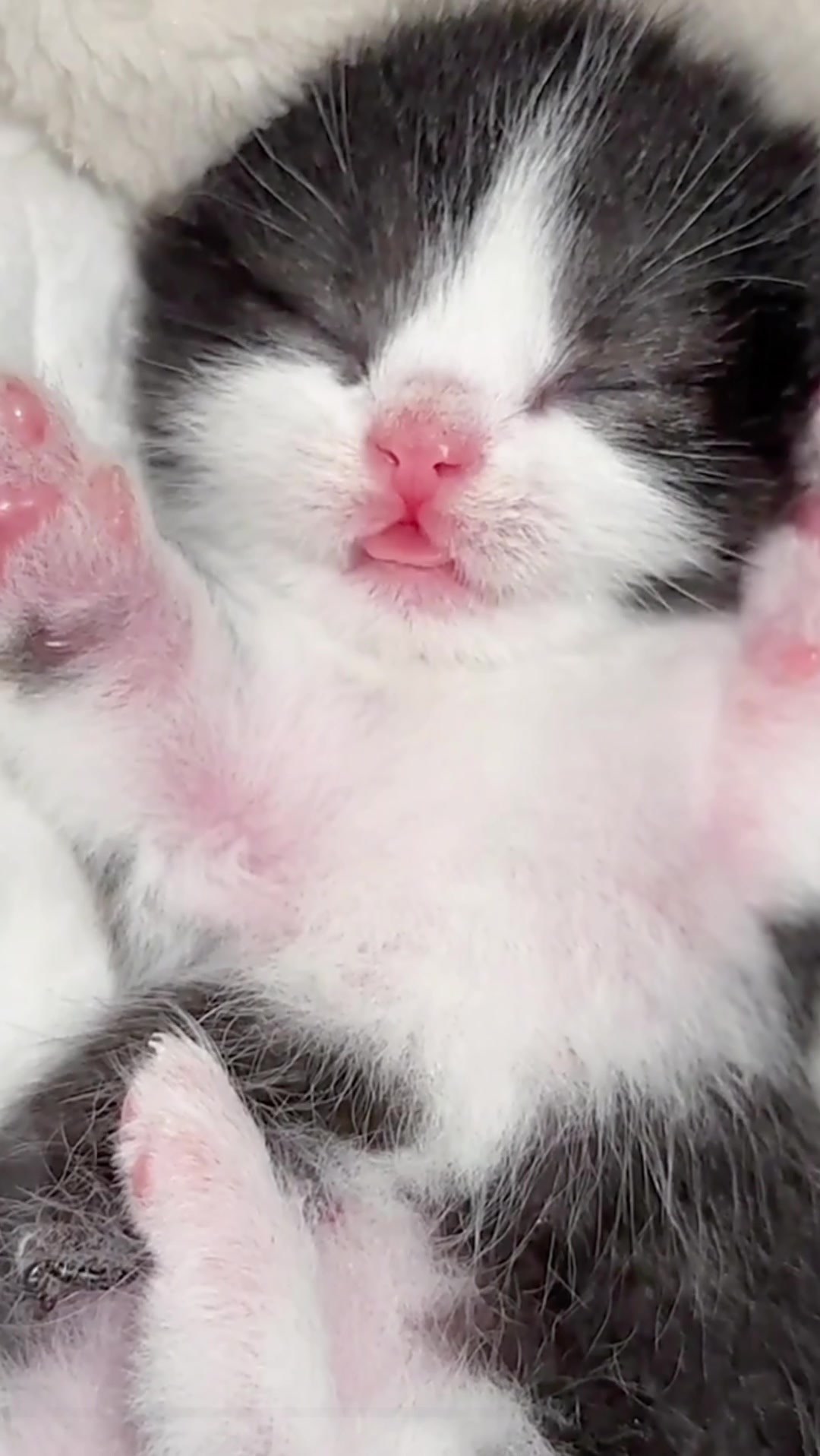@catbosssss