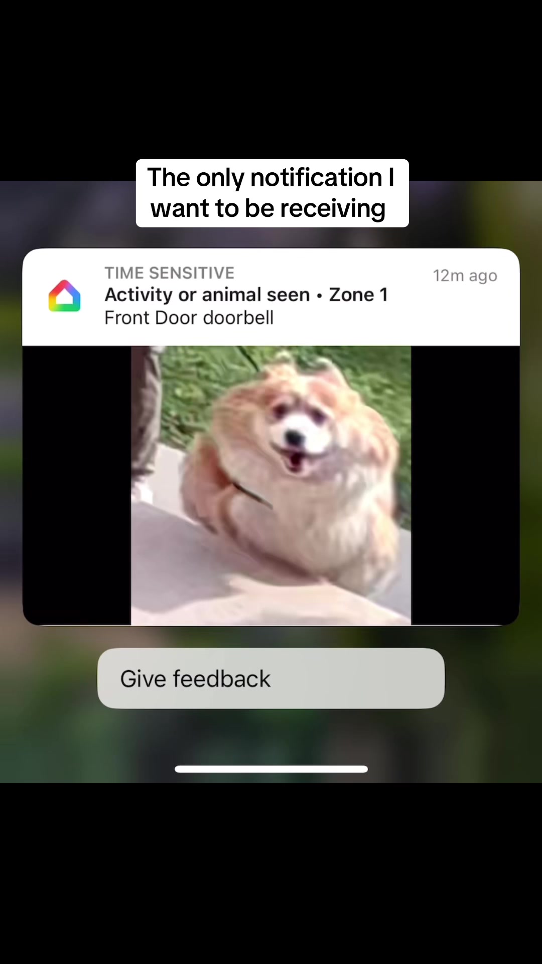 @hudsonthefluffycorgi