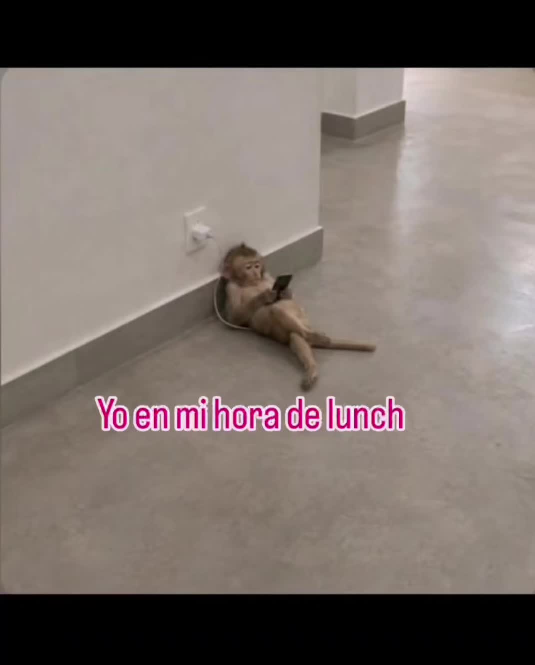 @el panda solitario