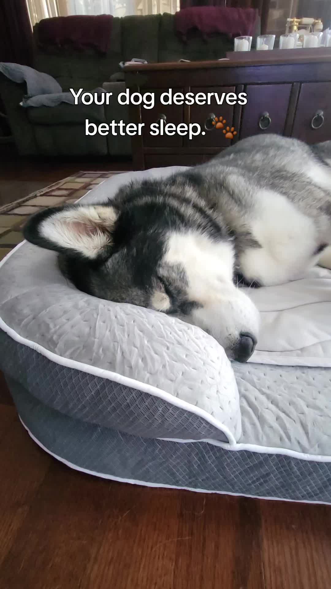 @the Hussey Husky