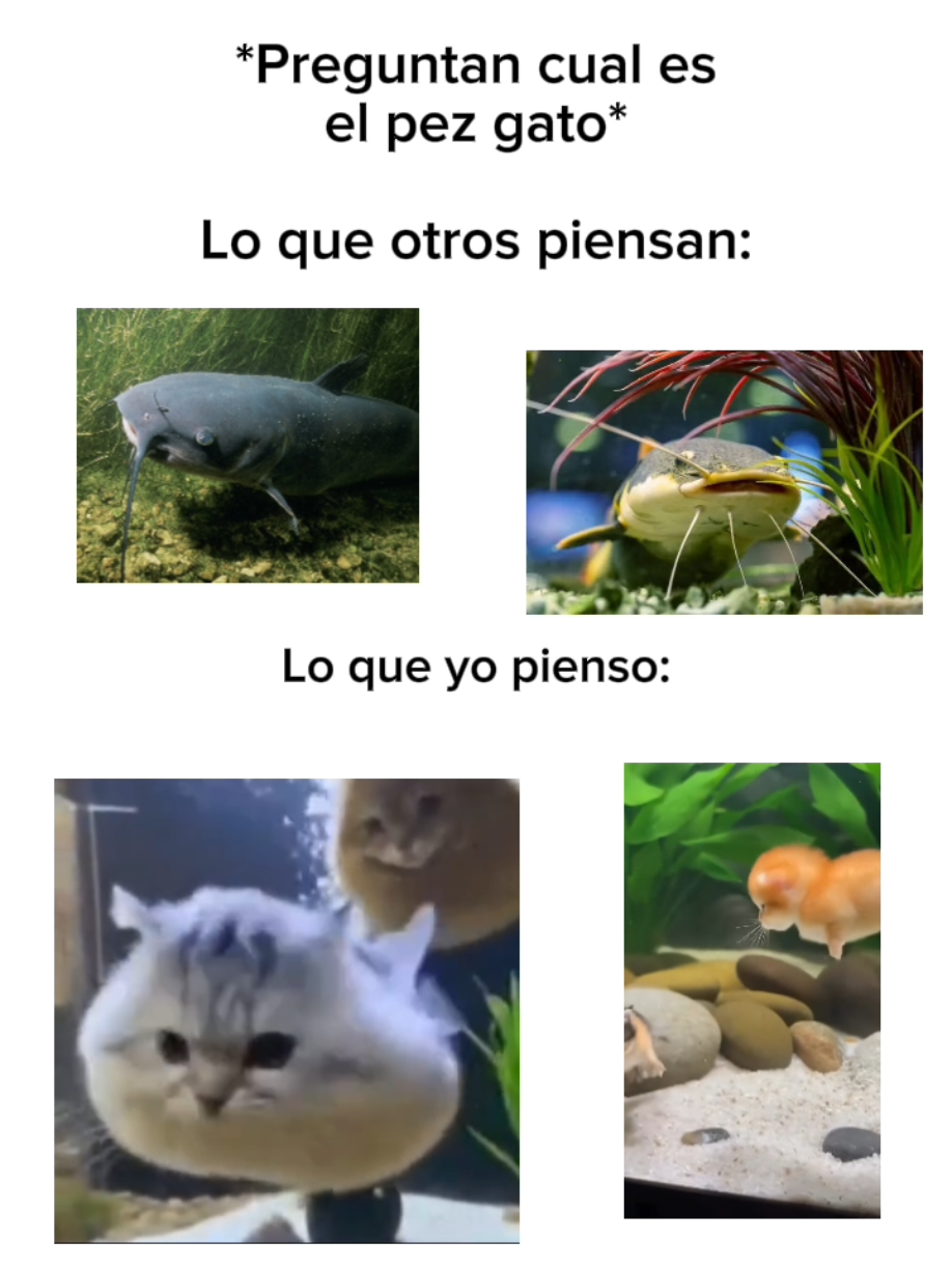 @๐ด๐๐๐๐๐ ๐ฅ