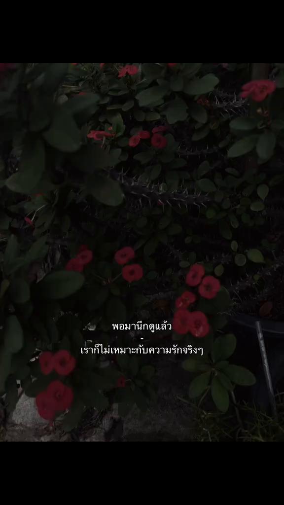 @ผมนักตกปลาชื่อปลาช่อน