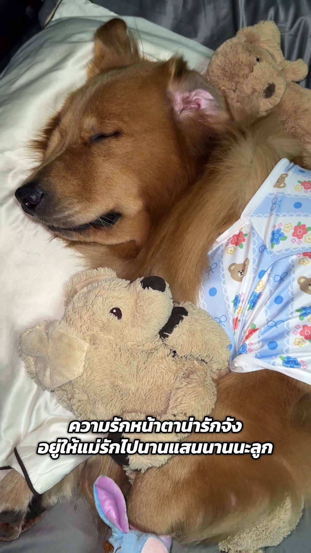@ป๊อบคอร์นหมามึน