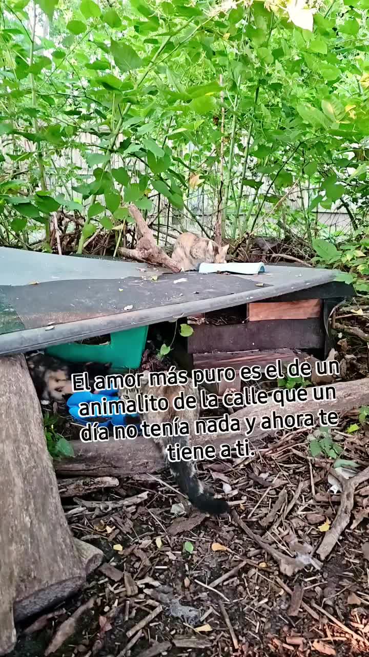 @🇲🇽Guli.Carrada 🐈&zwj;⬛