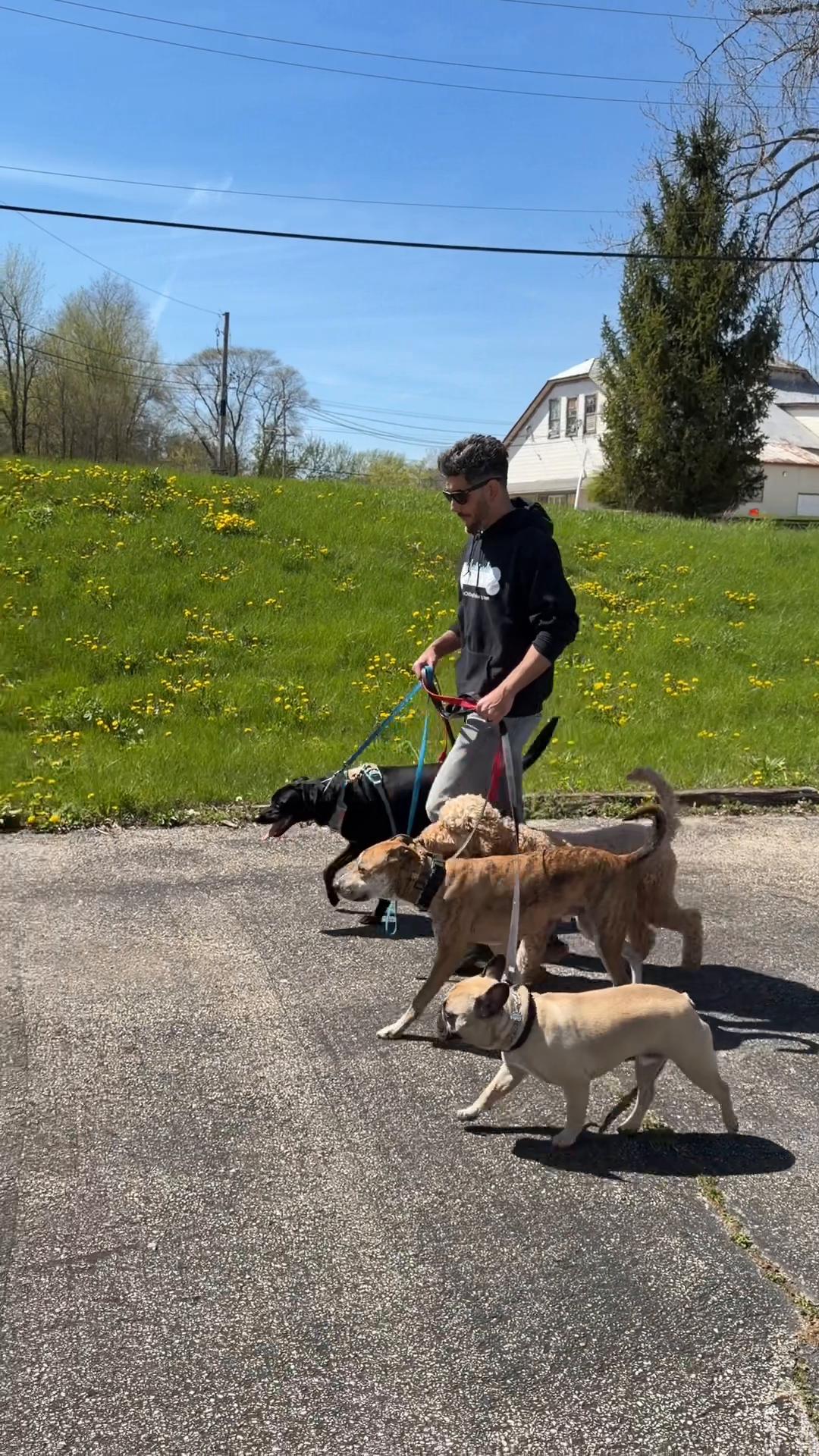 @Chicagoland Dog Training