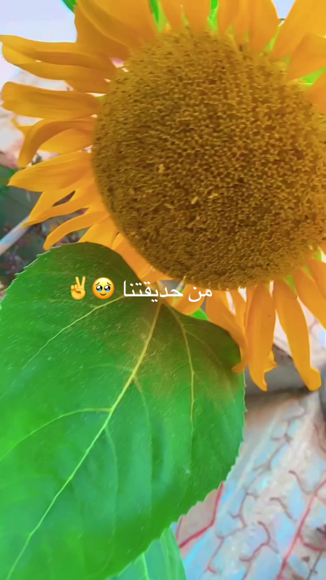 @توته ملتوته🍓☺️✌️