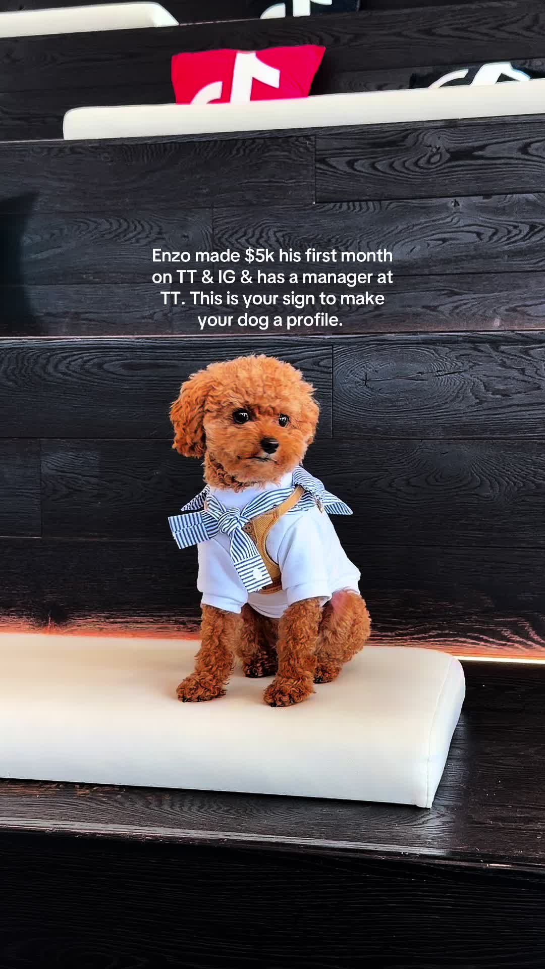 @enzoprincethepup