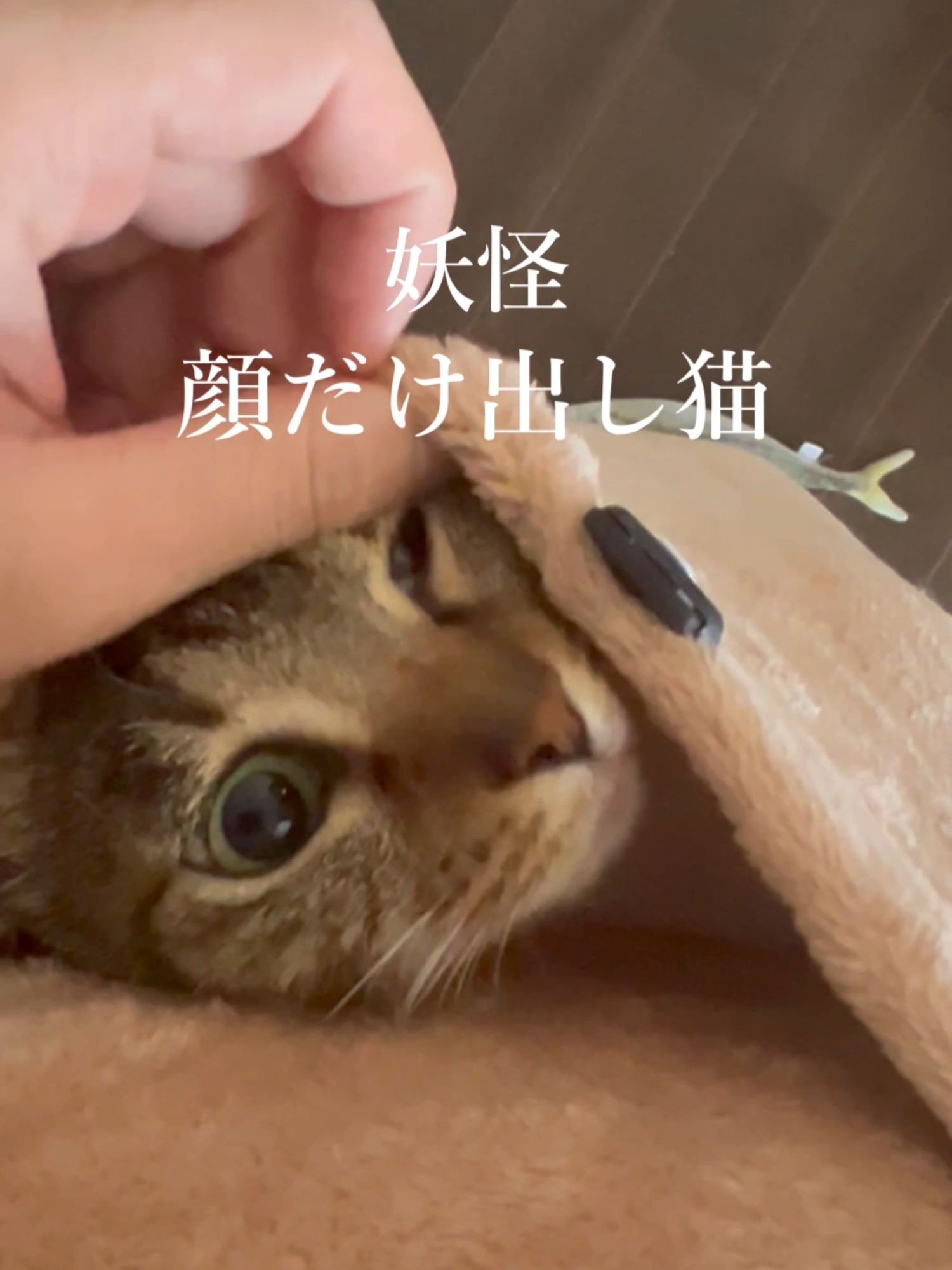 @なつめ友猫帳