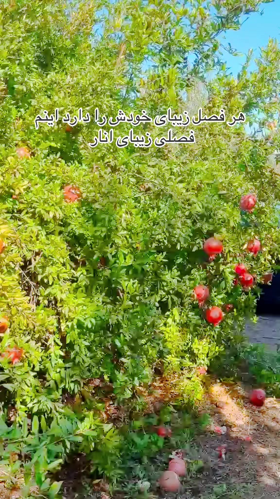 @shakiba Noori