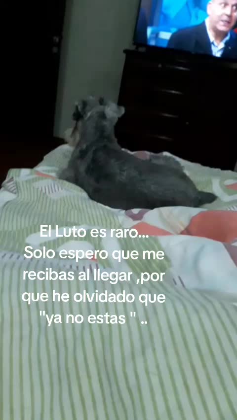 @Gabriel V