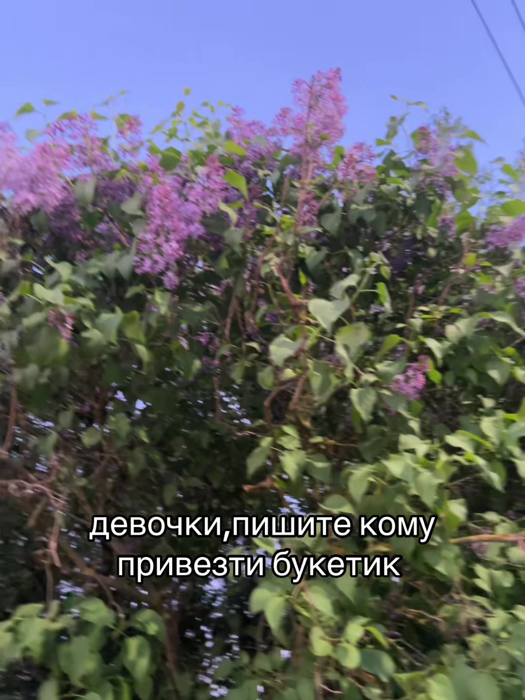 @mashco