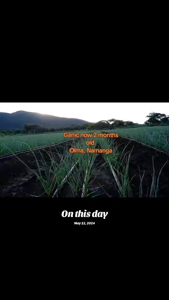 @Agri-Irrigation Africa Limited