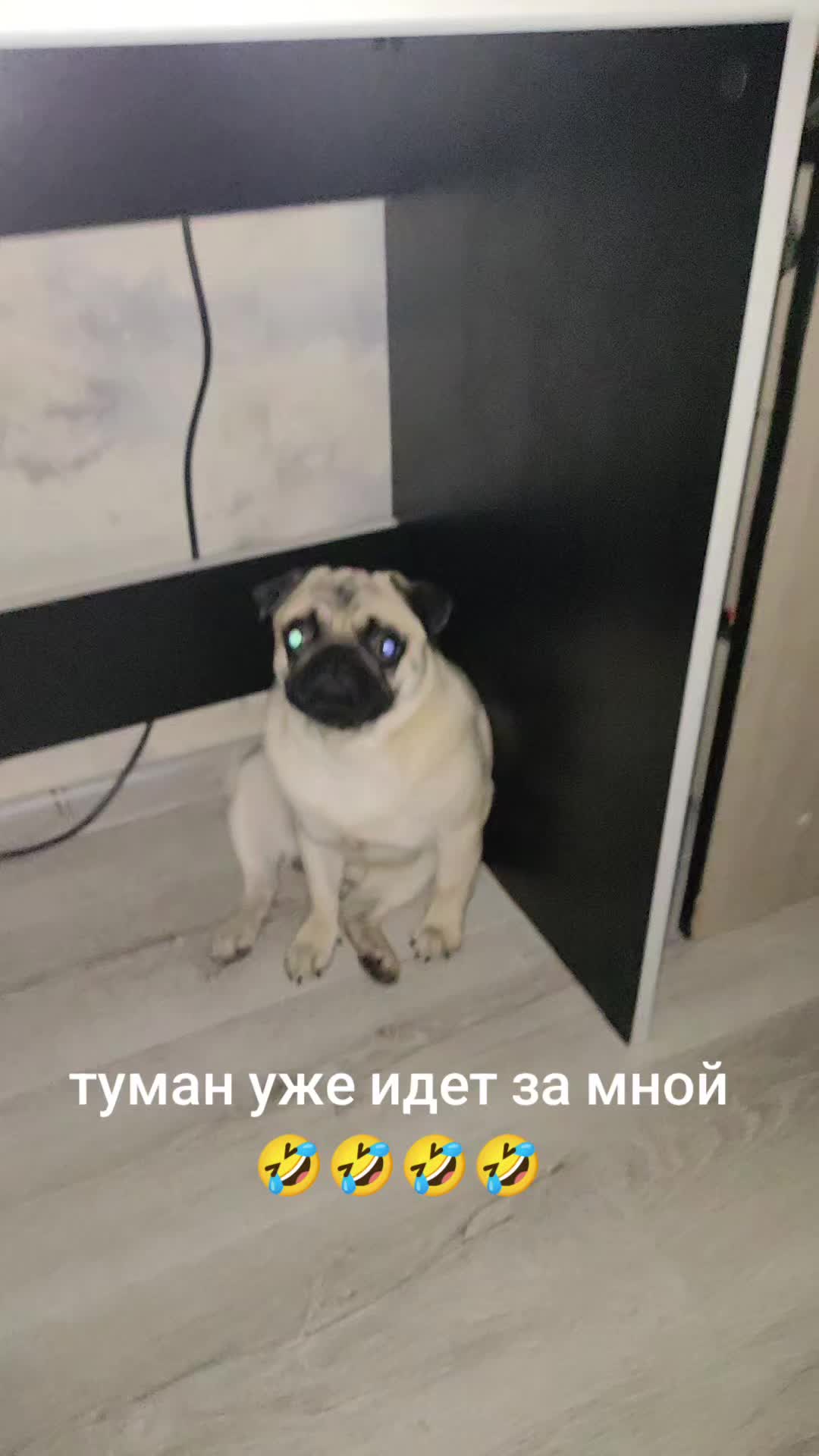 @ЧИПУНЕТСКИЙ👑