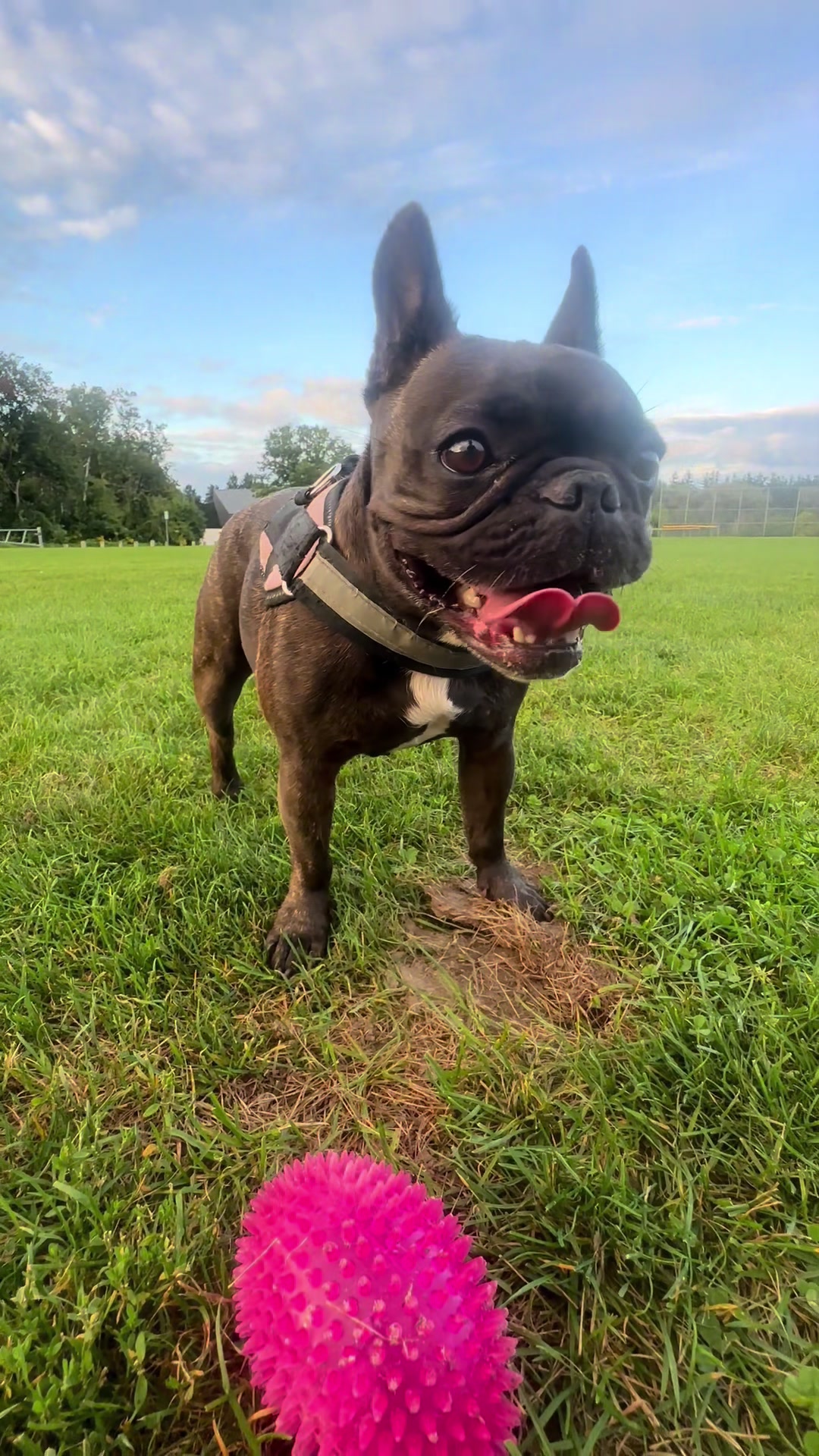 @Lucy the Frenchie