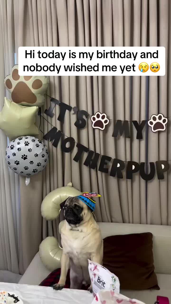 @Pug Puppies world 🐶❤️