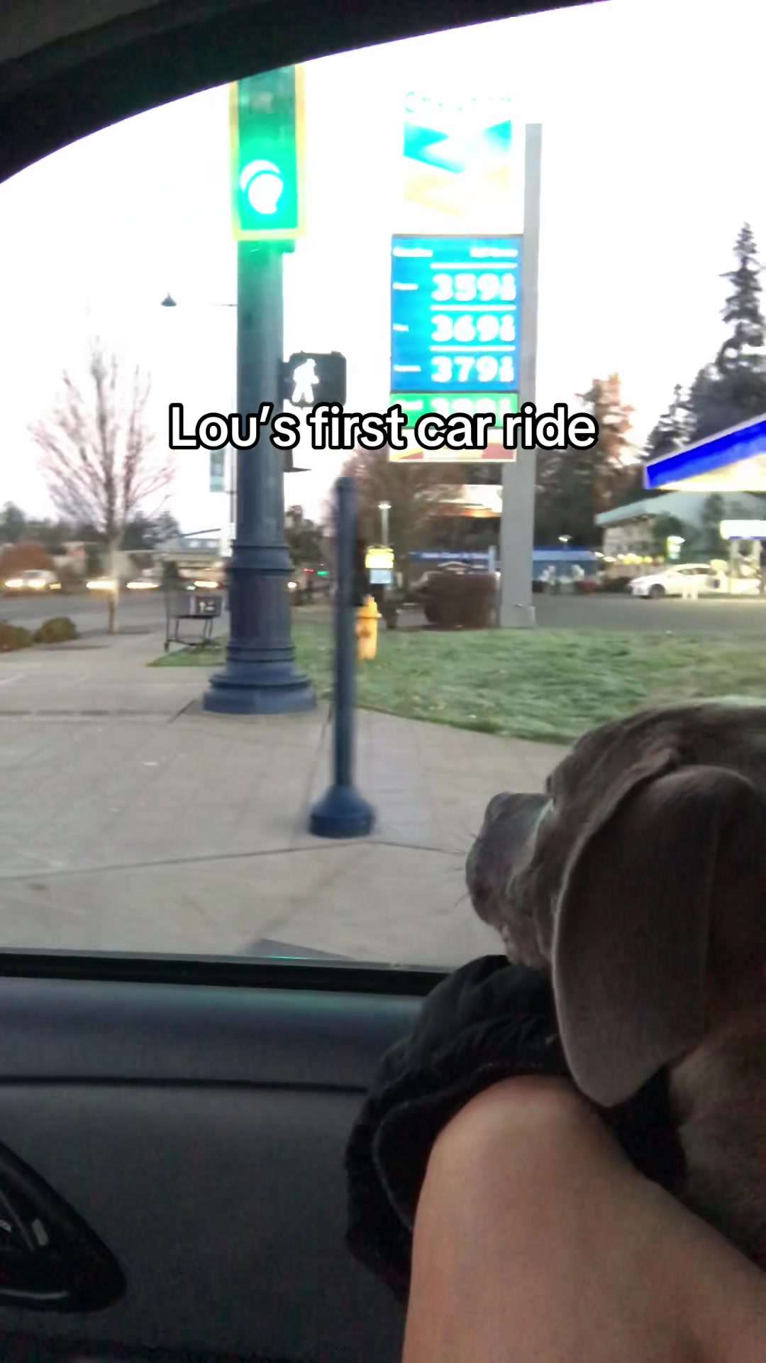 @IG: @lou.the.bully