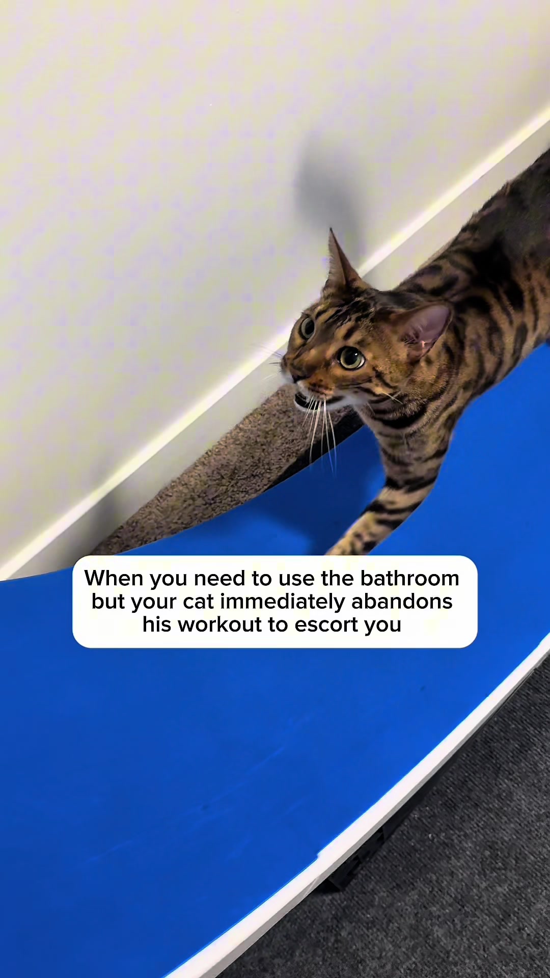 @Three Nawty Cats