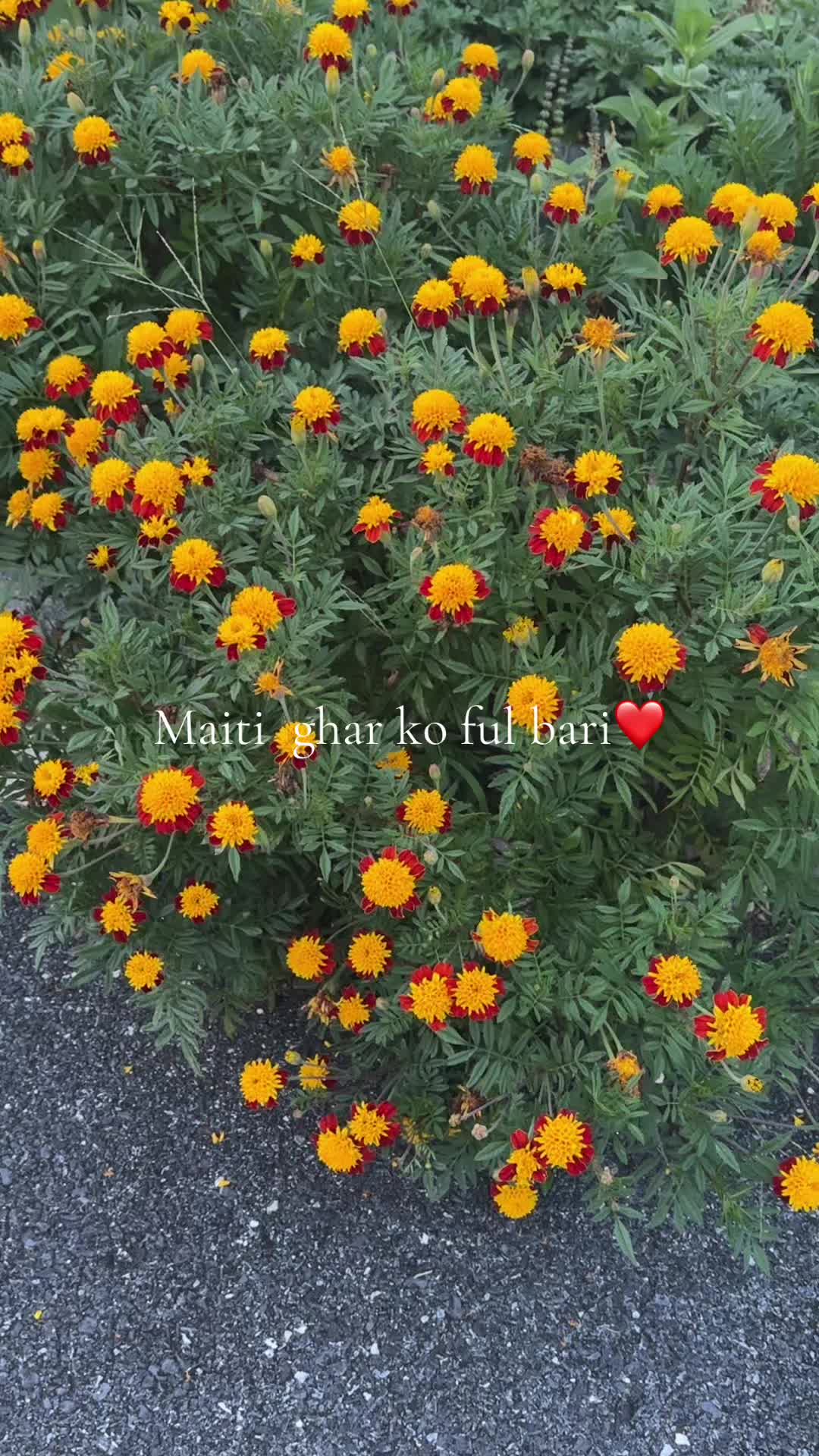 @Dear Tika