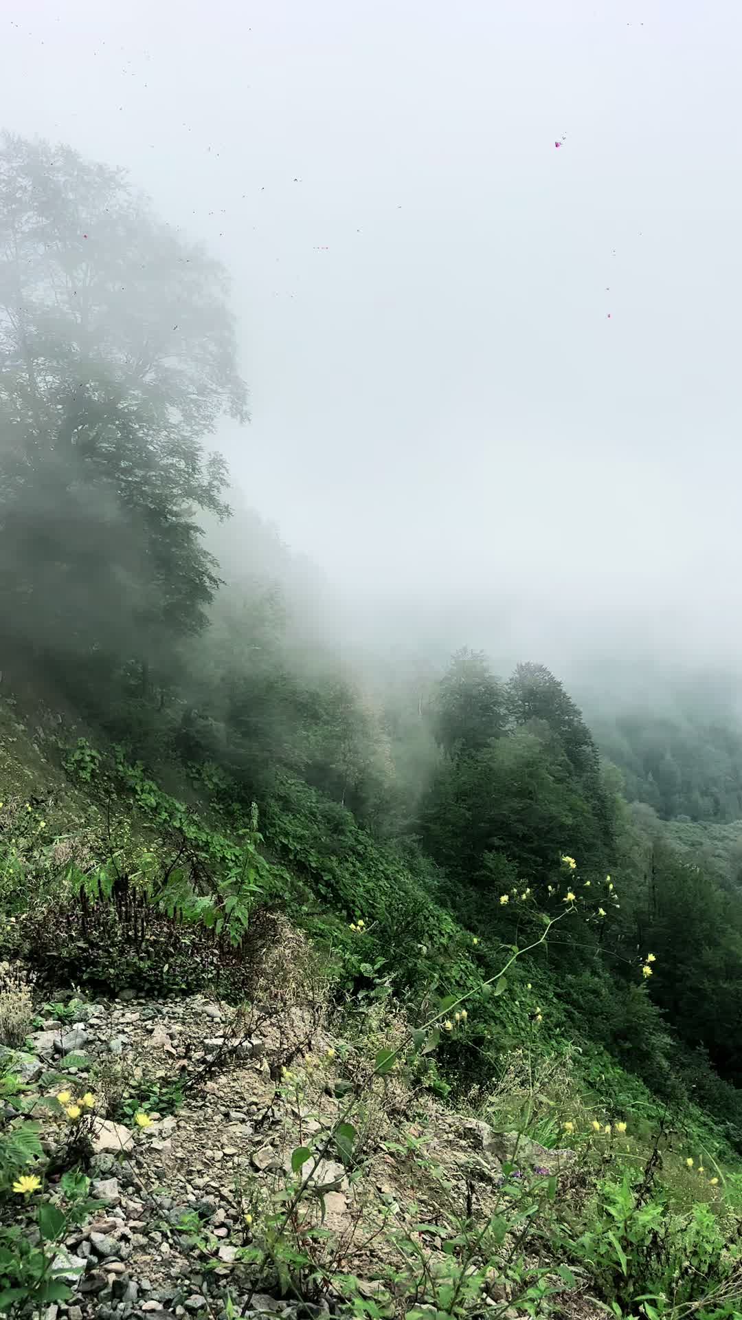 @Jeko Nakaidze