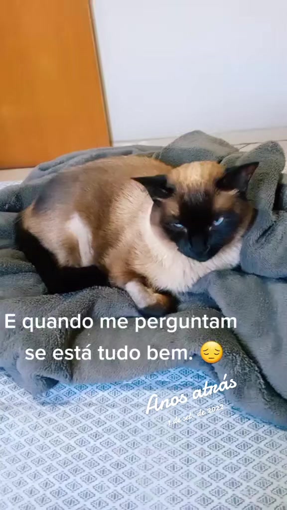 @O GATO ZEZÉ
