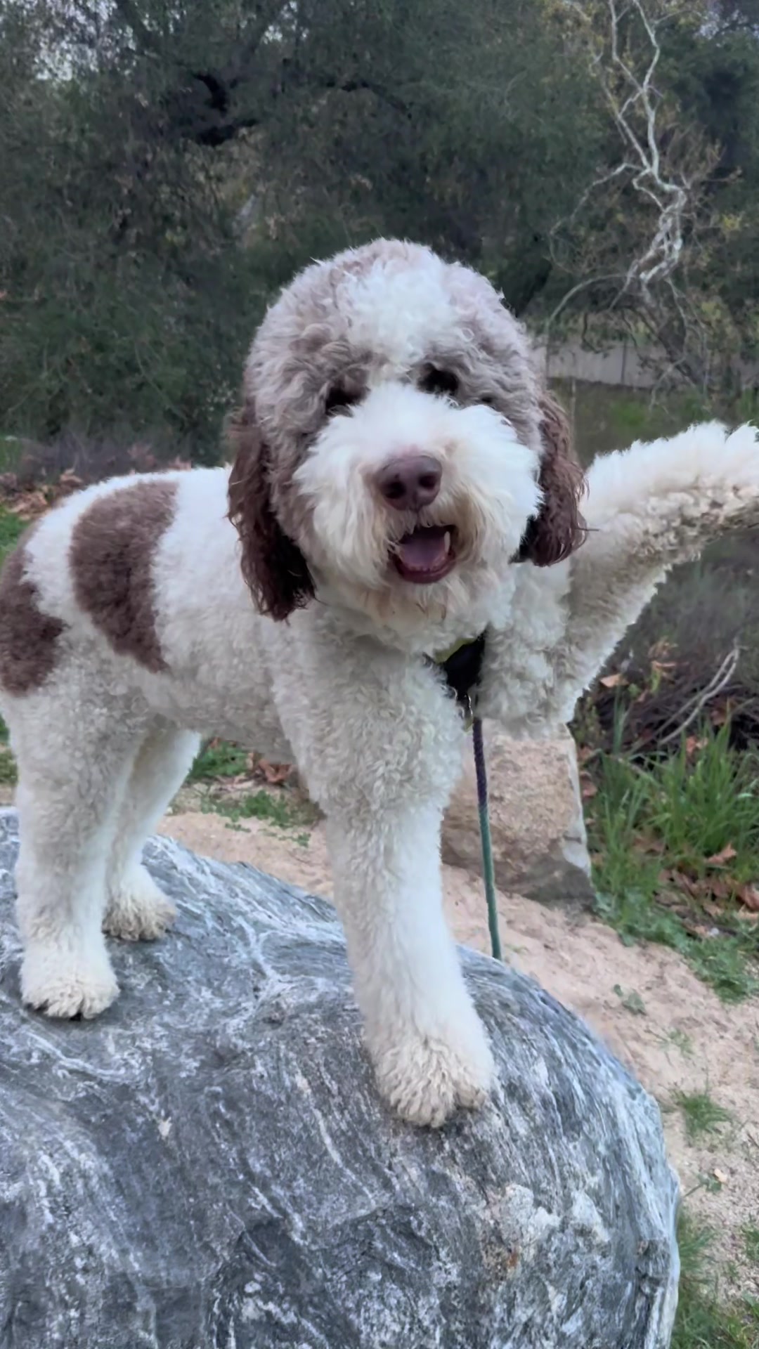 @TheScooterPup