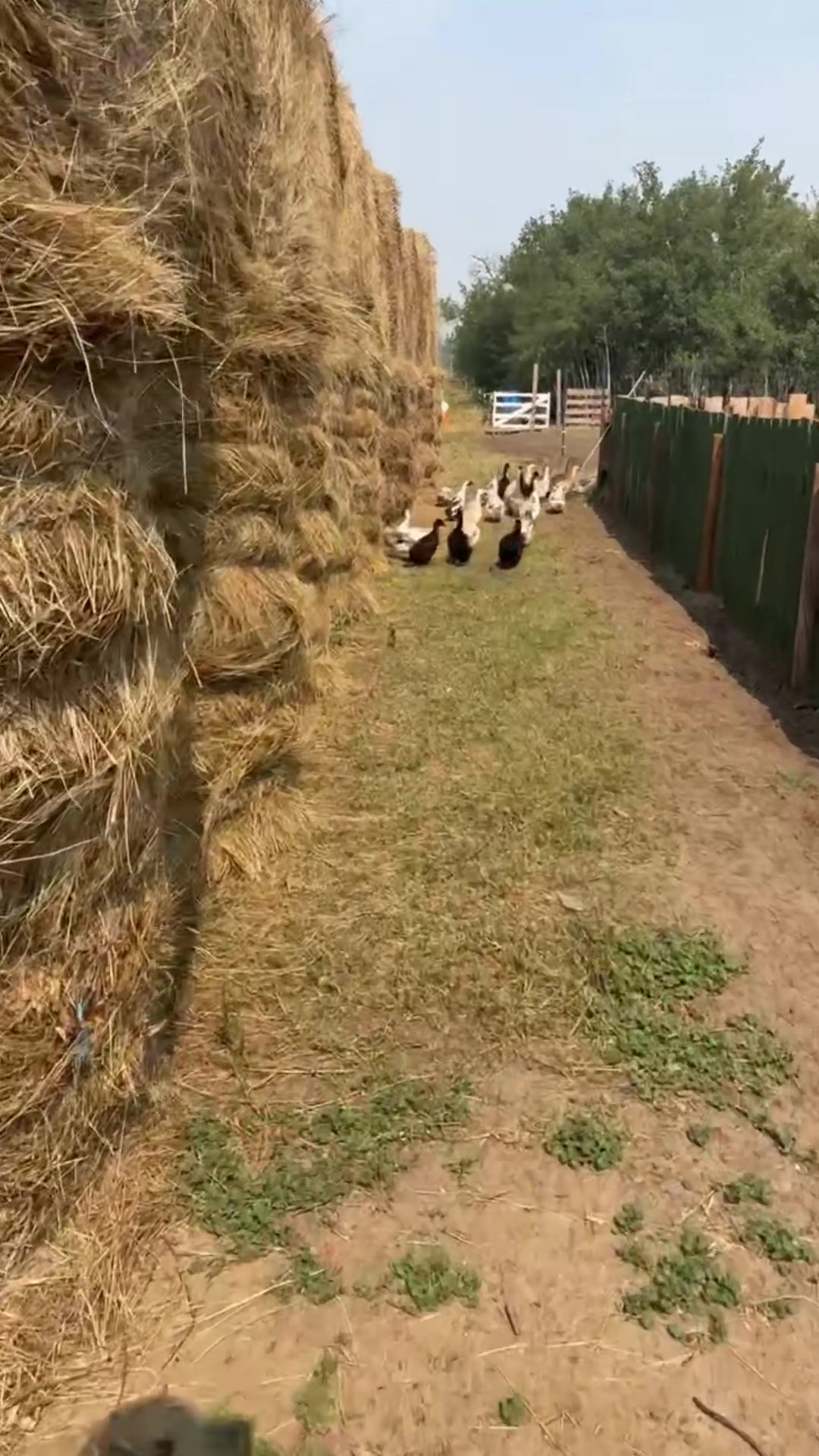 @mybonnyfarms