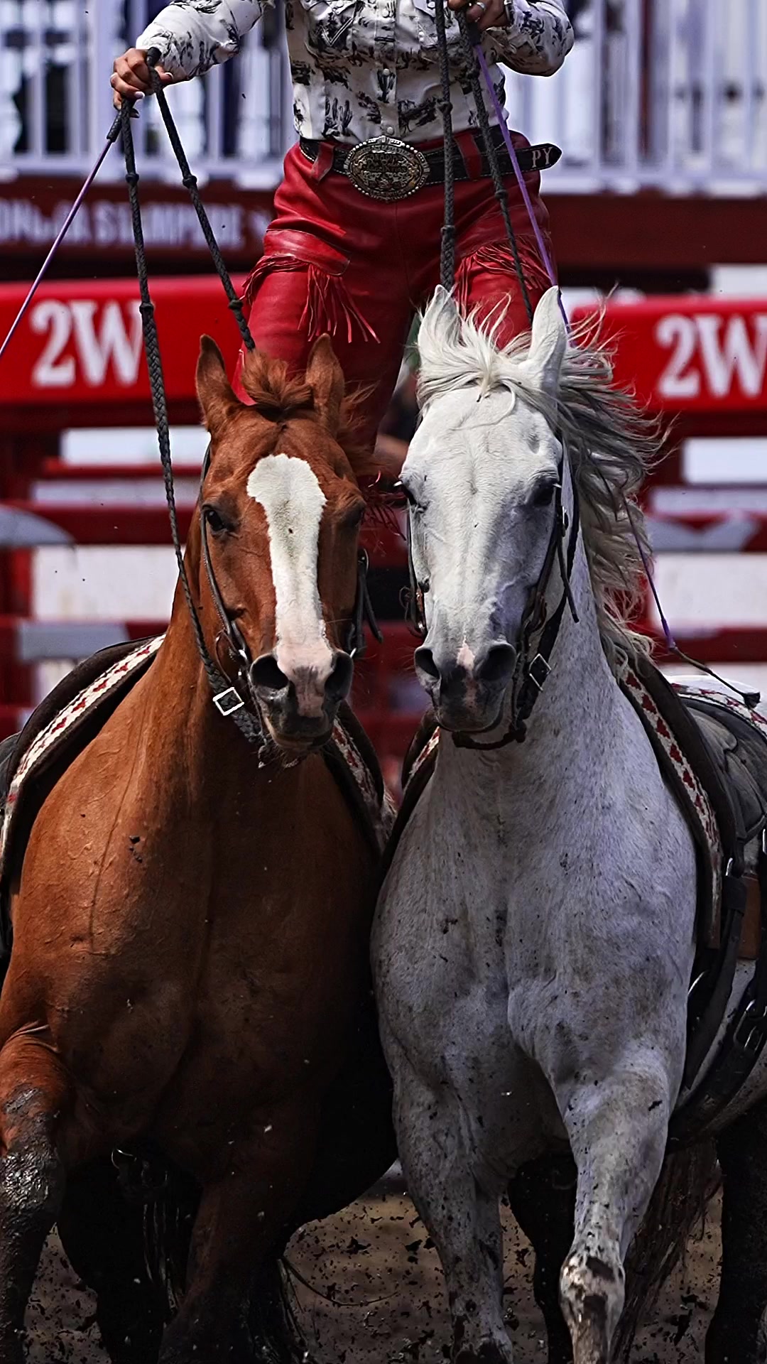 @Hanginghorses