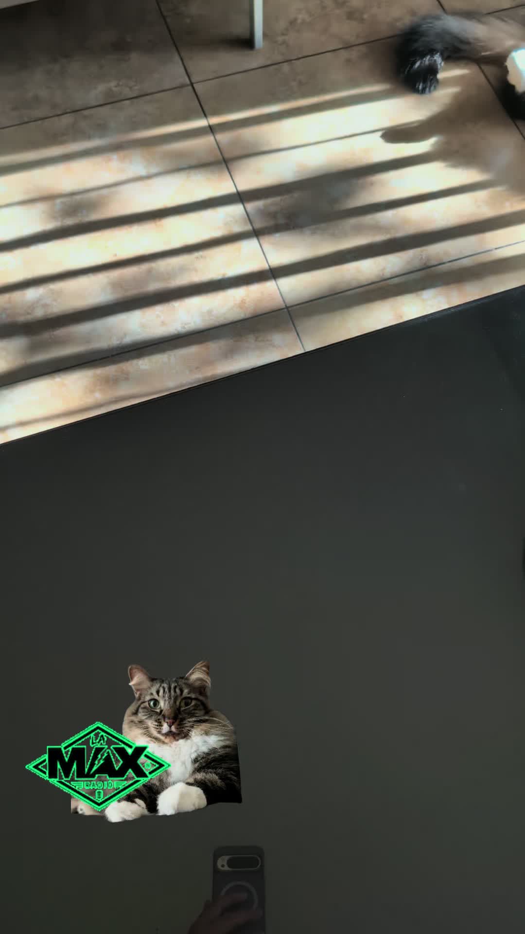 @RIEJ💘(ΦωΦ)🐈️🐾👑