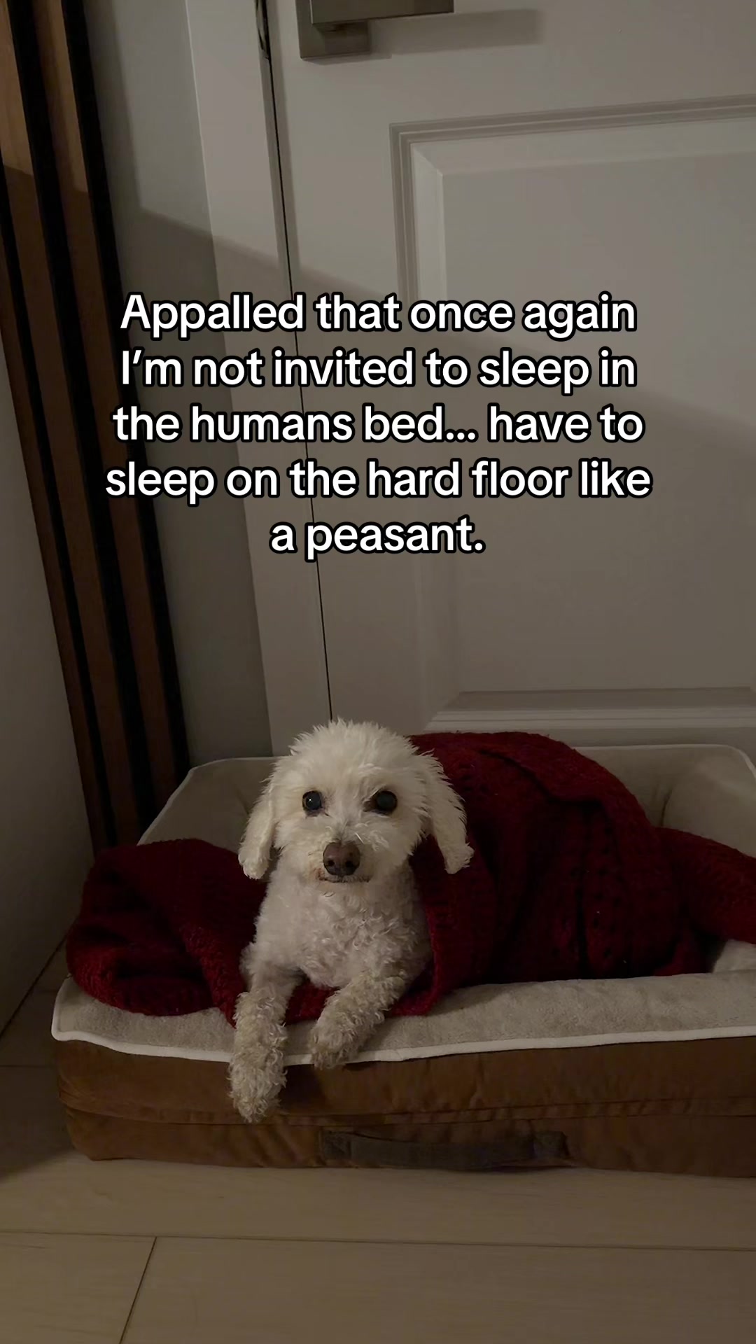 @Spicy The Dog