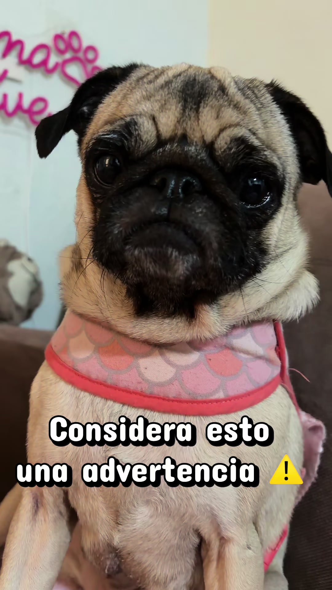 @Emma la Pug