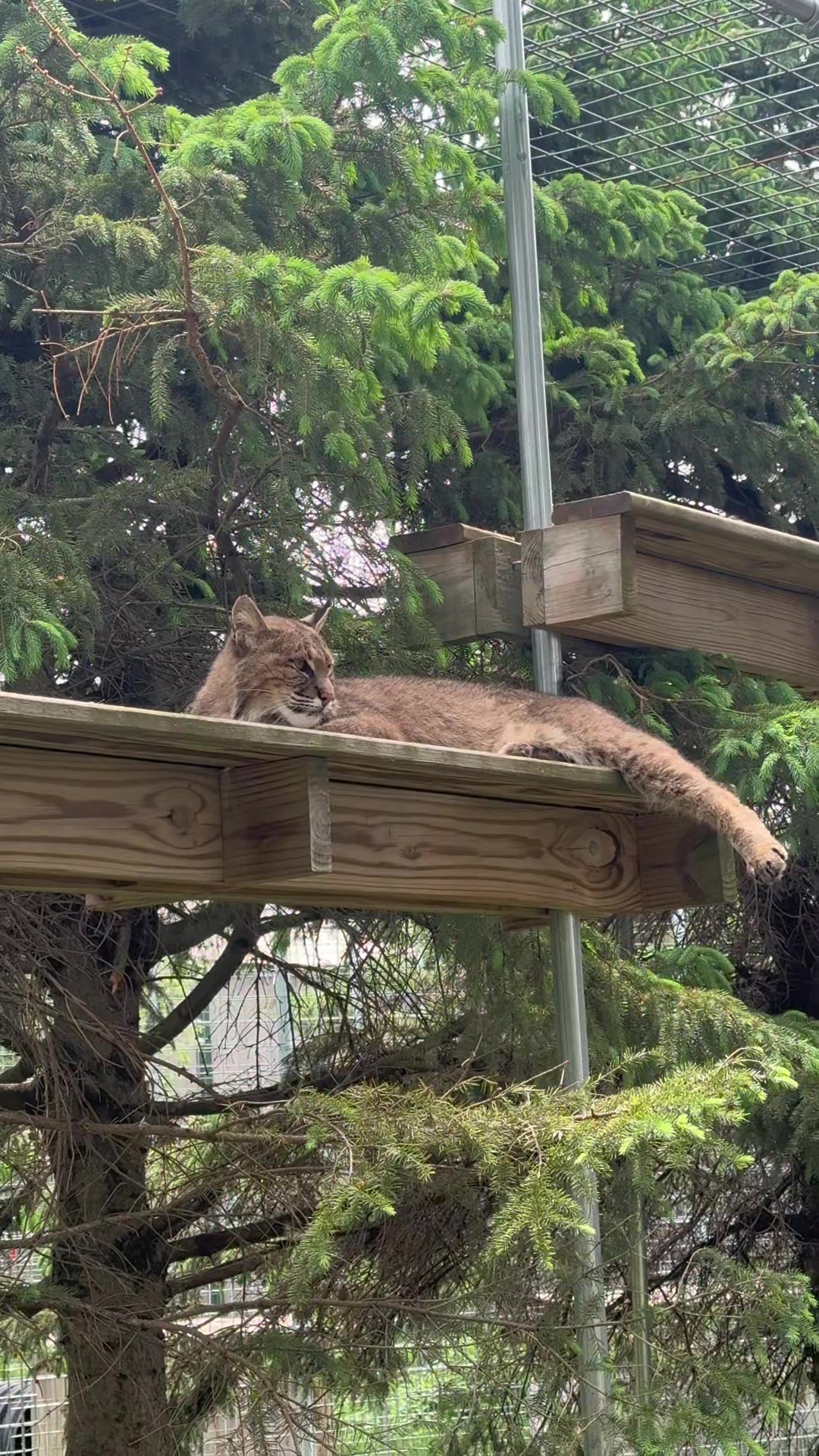 @The Wildcat Sanctuary