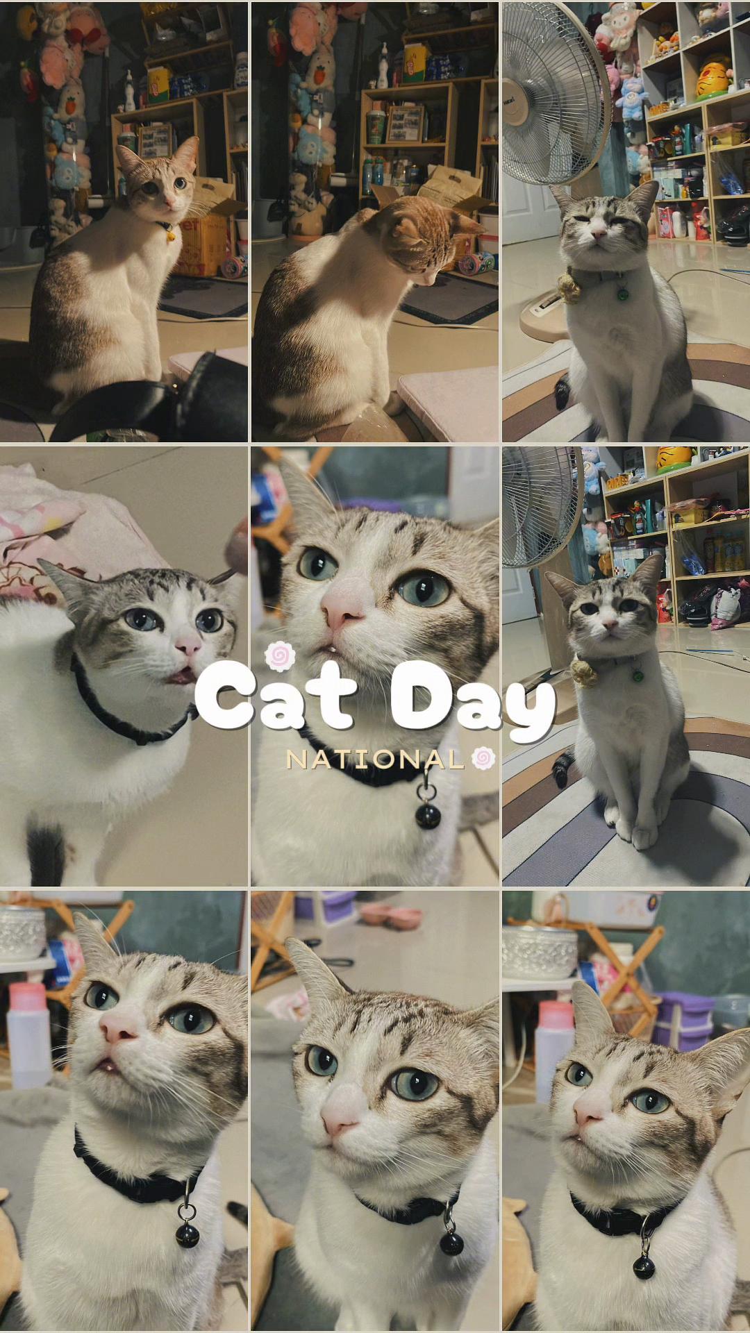 @🧧เปาเฮง🧧รีวิวแมว🐱