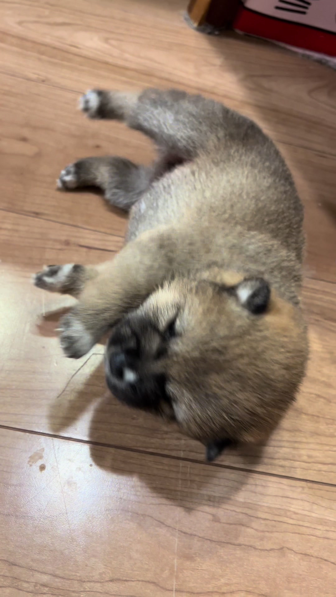 @シャクレ犬