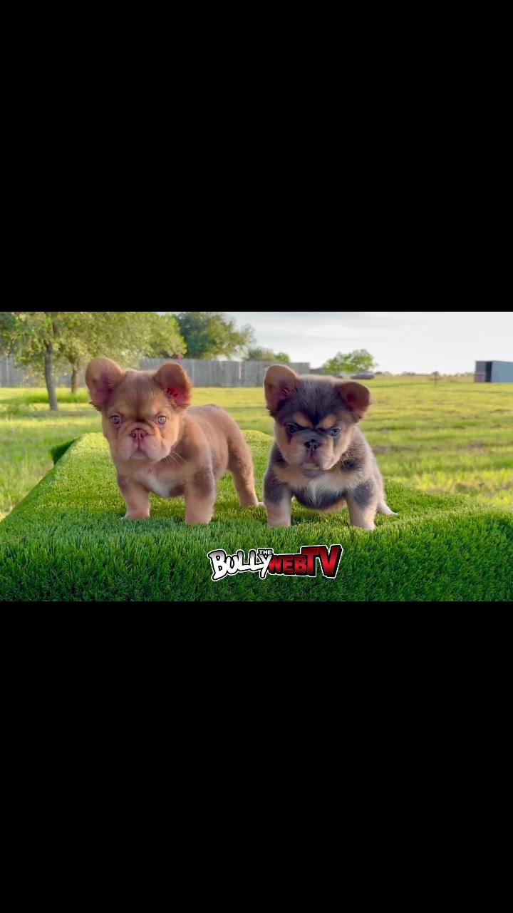 @Official_BullyWebTV