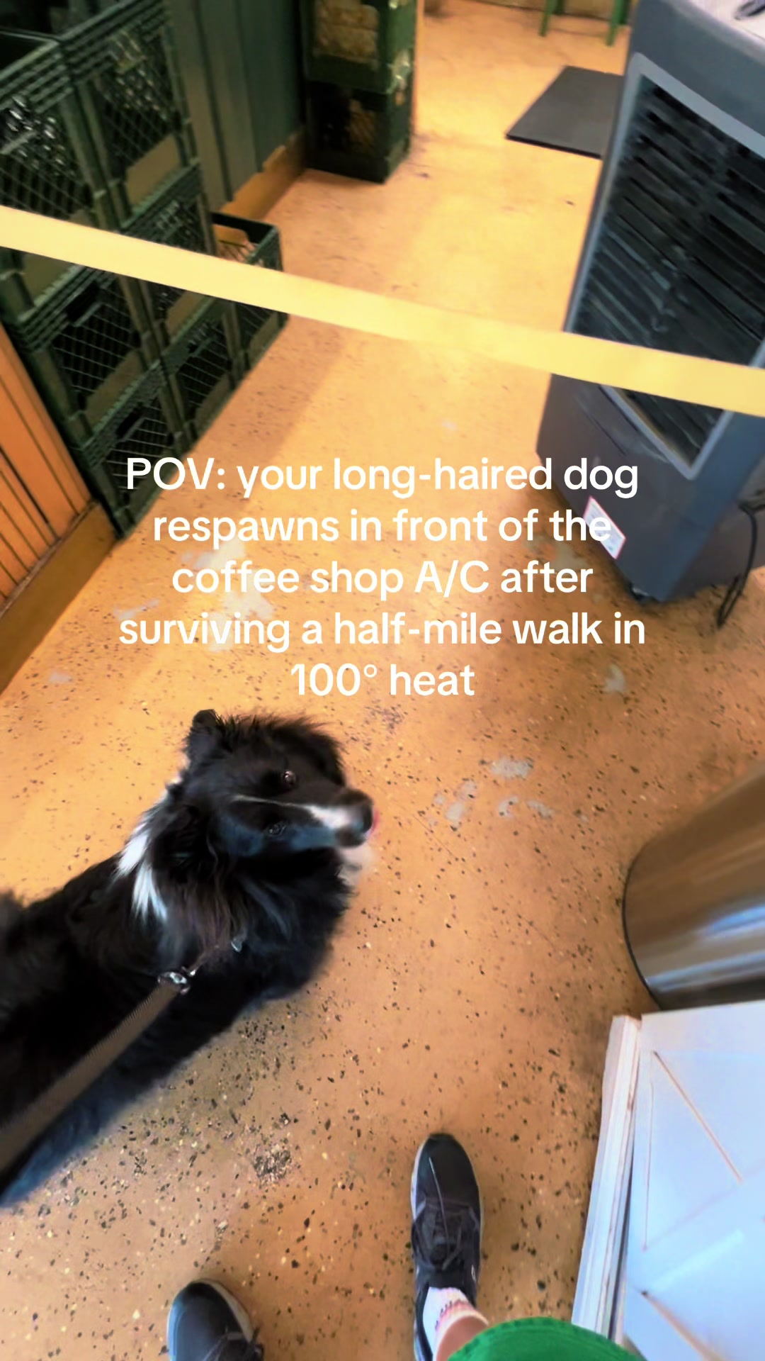 @beauthesheltie