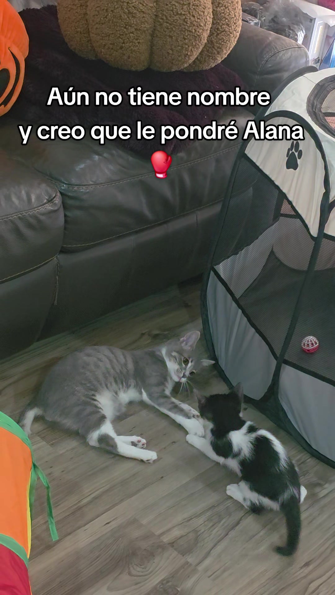 @megara_