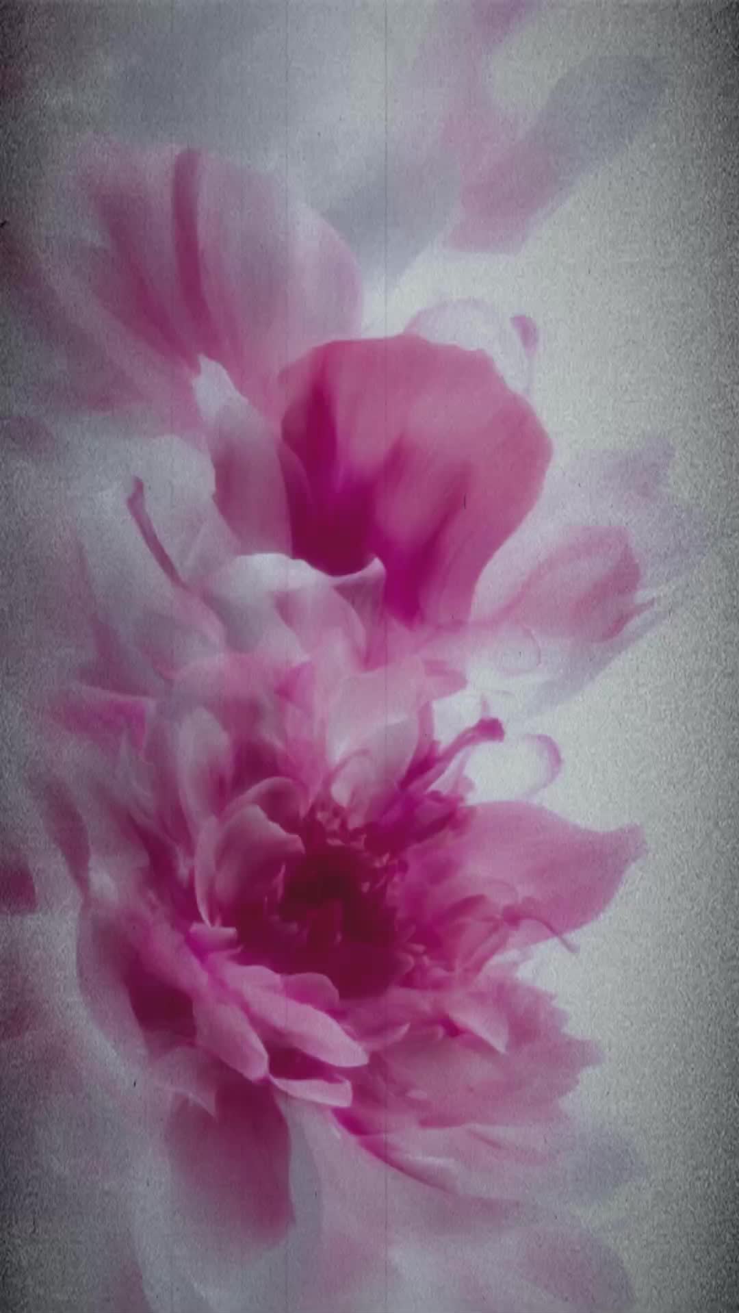 @꧁꒰ঌMeg໒꒱꧂