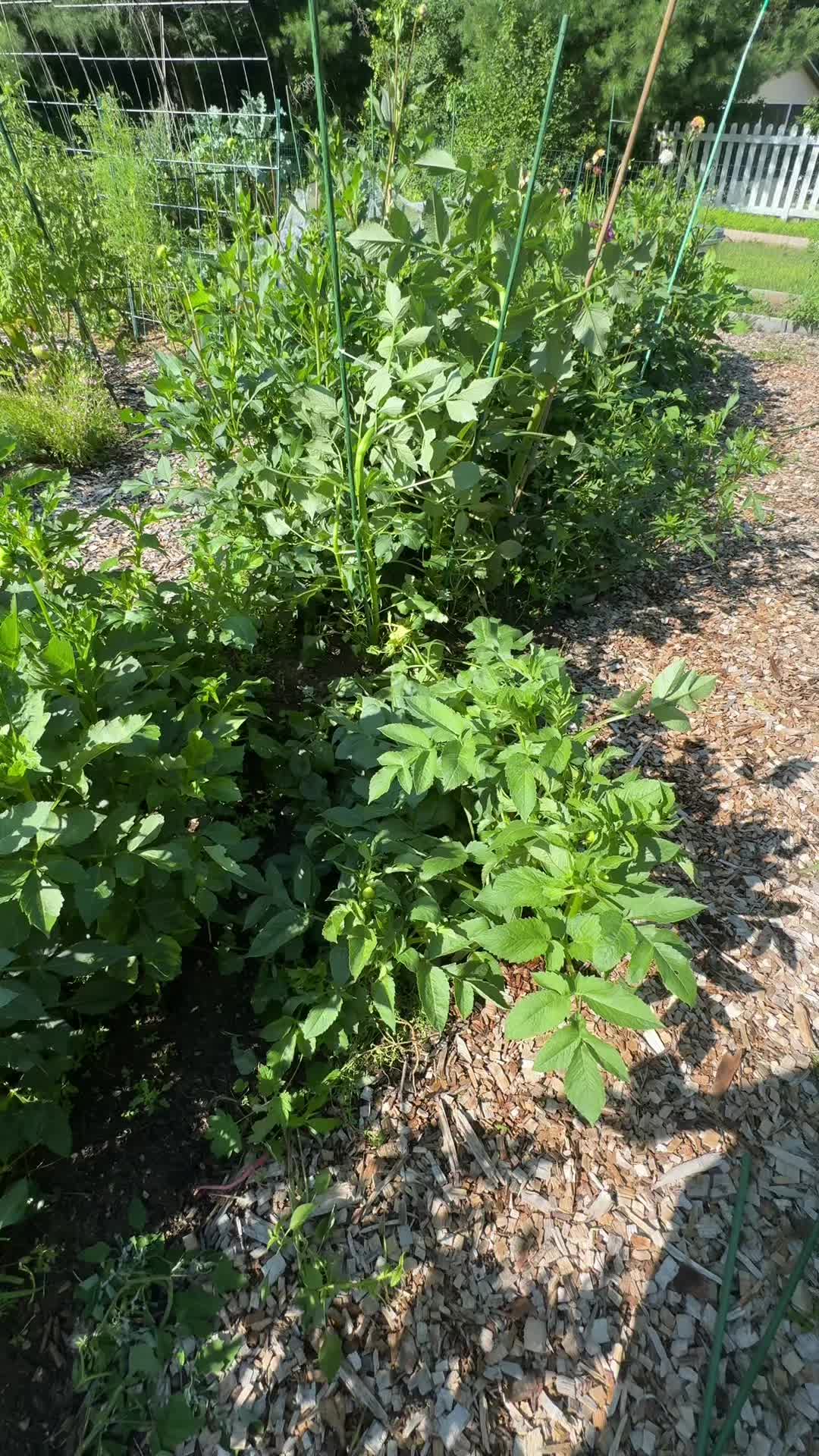 @Manica | zone 6a gardener
