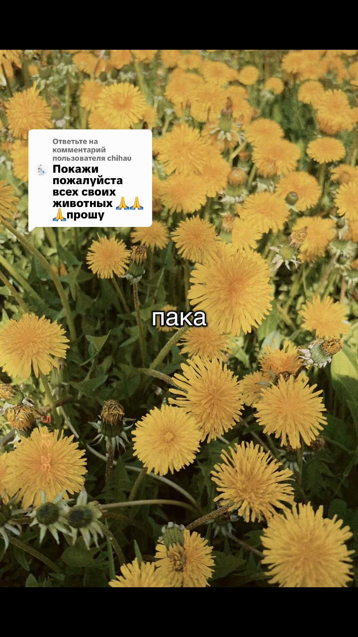 @соня ларч