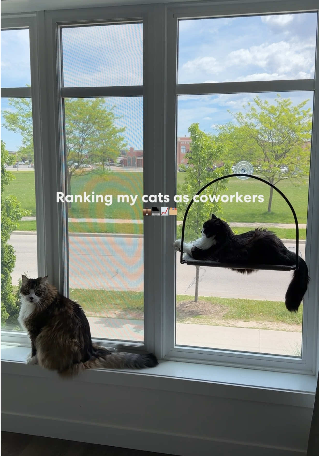 @Tuft & Paw